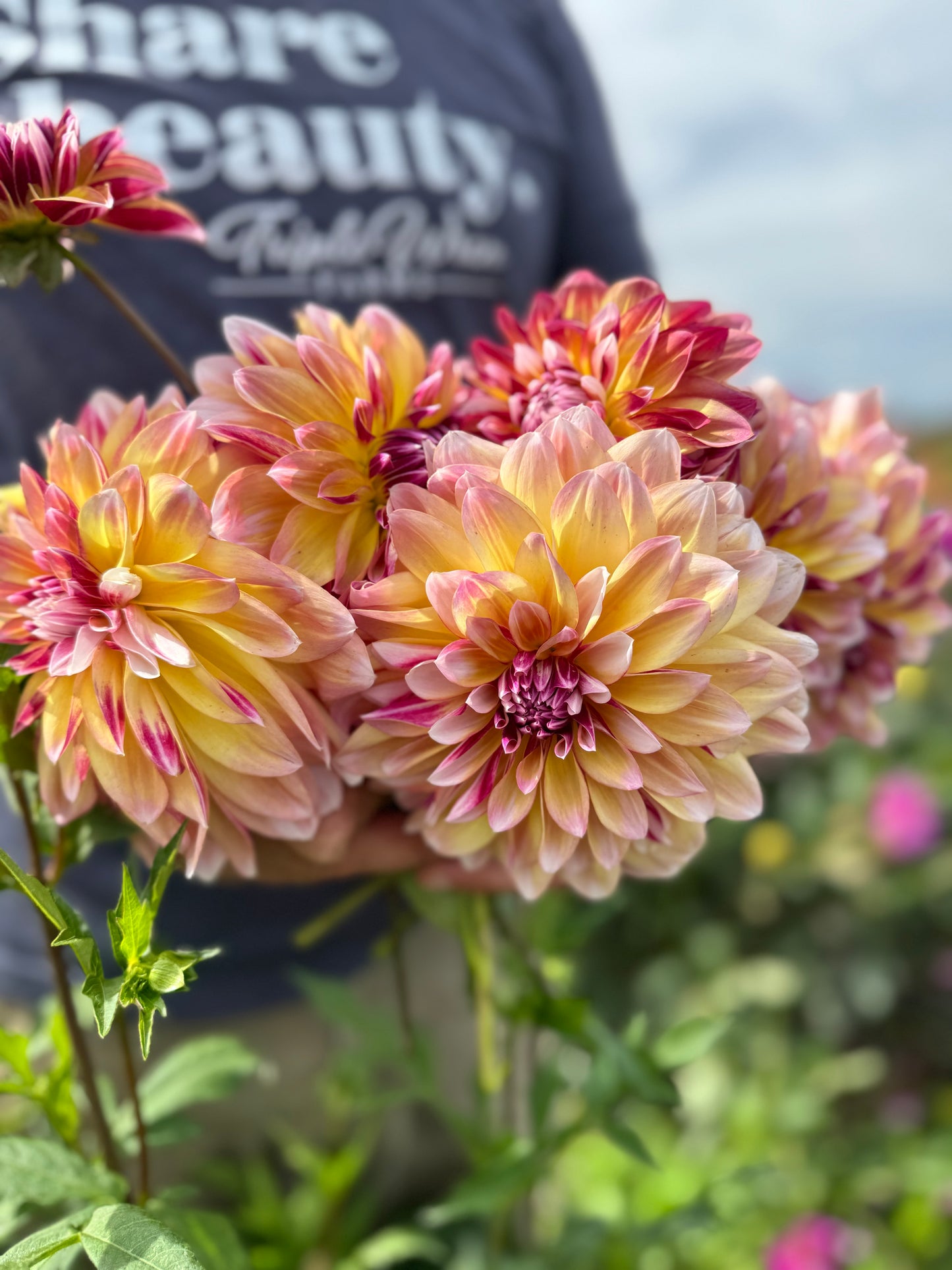 Caribbean Fantasy Dahlia Tuber