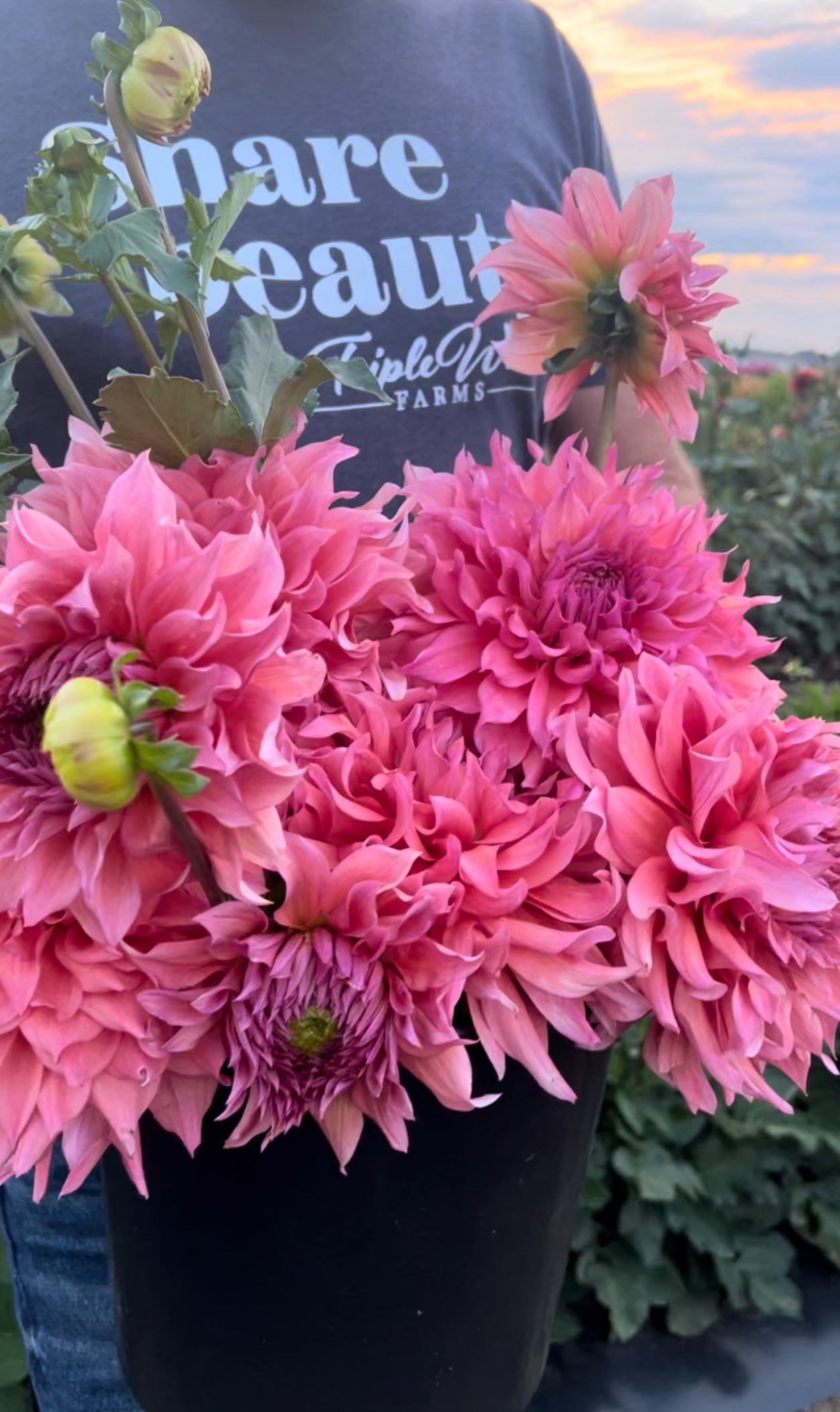 Wyn's Pink Pearl Dahlia Tuber – Triple Wren Farms