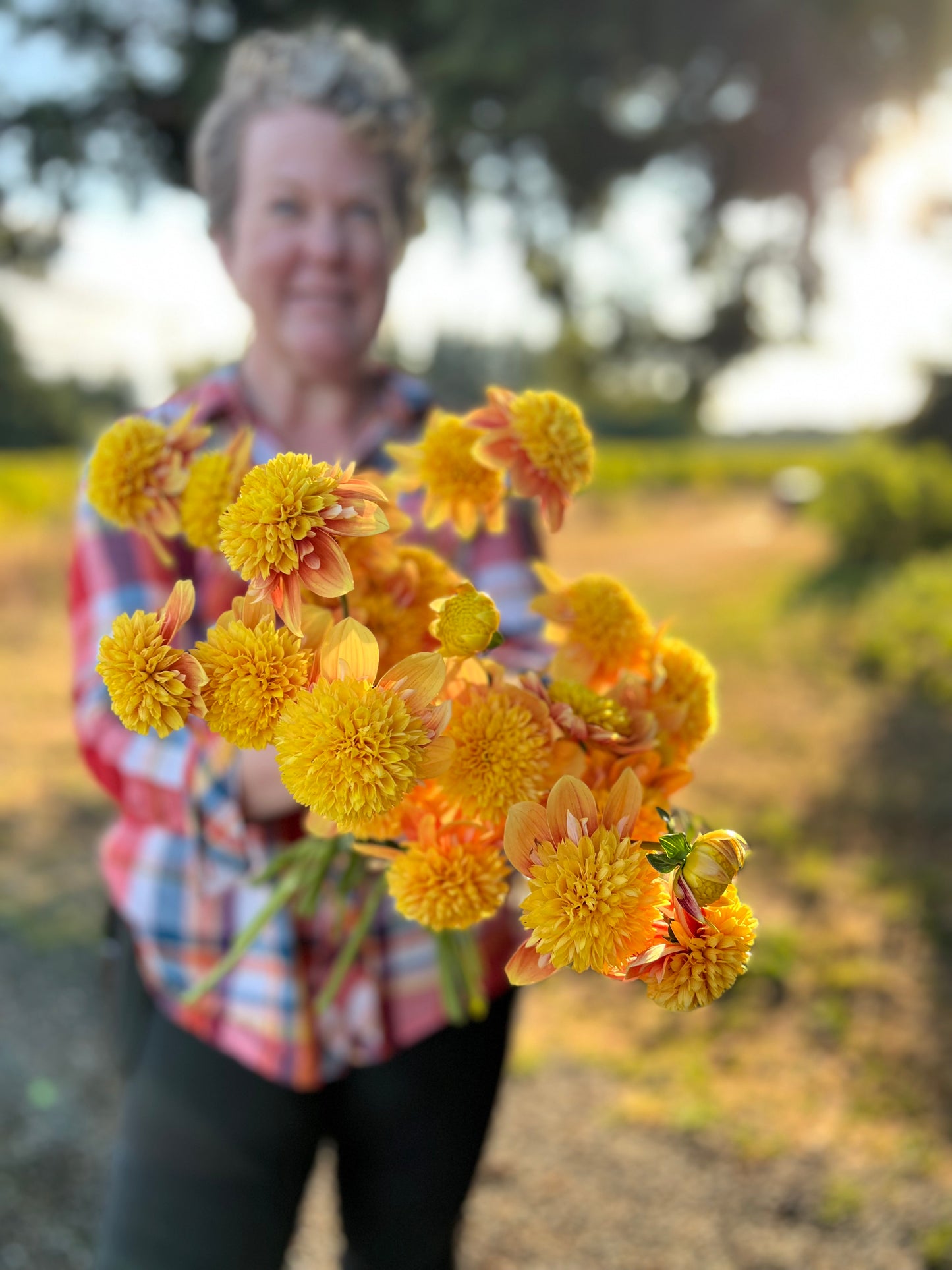 buy Bloomquist Frazzled dahlia tubers from Triple Wren Farms for your home Garden