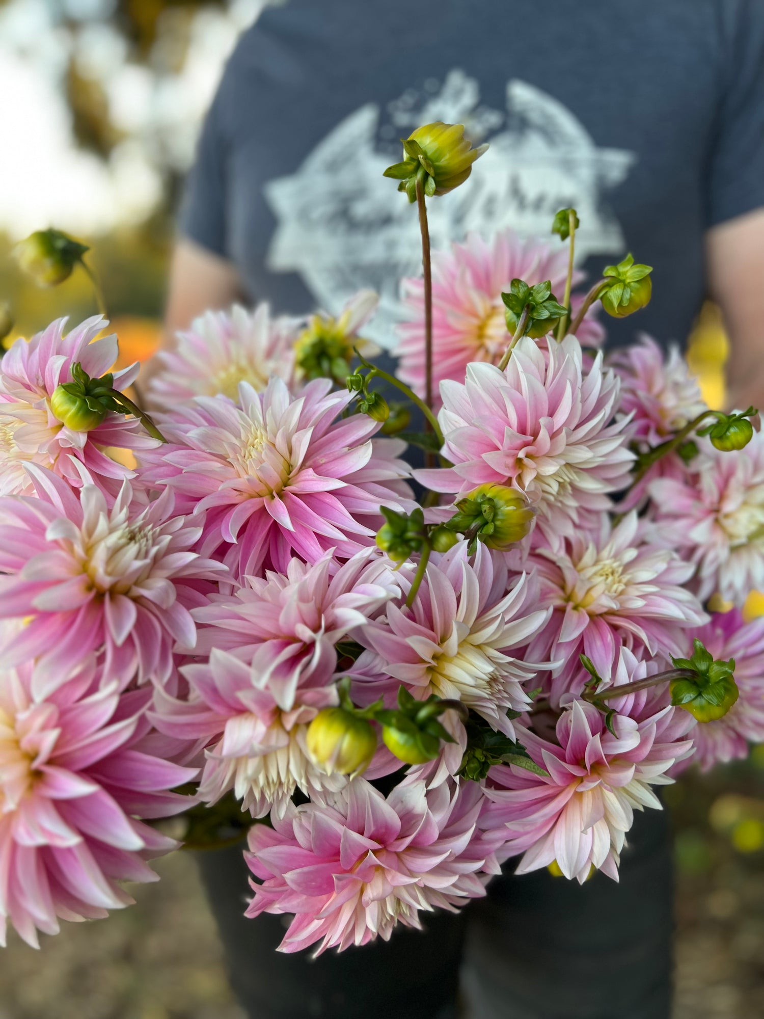Alloway Candy dahlia tubers from Triple Wren Farms