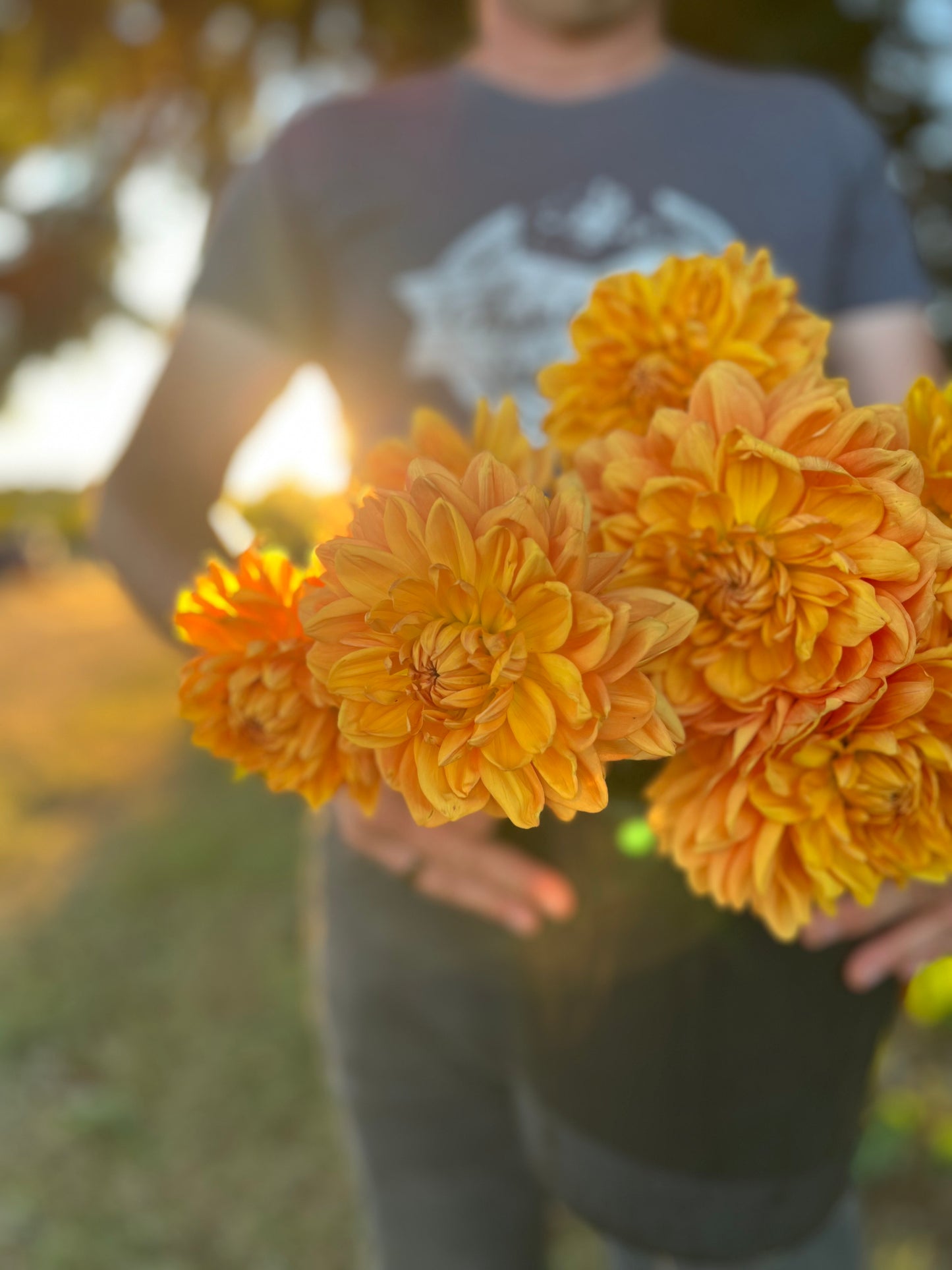 Arctic Gold Dahlia Tuber