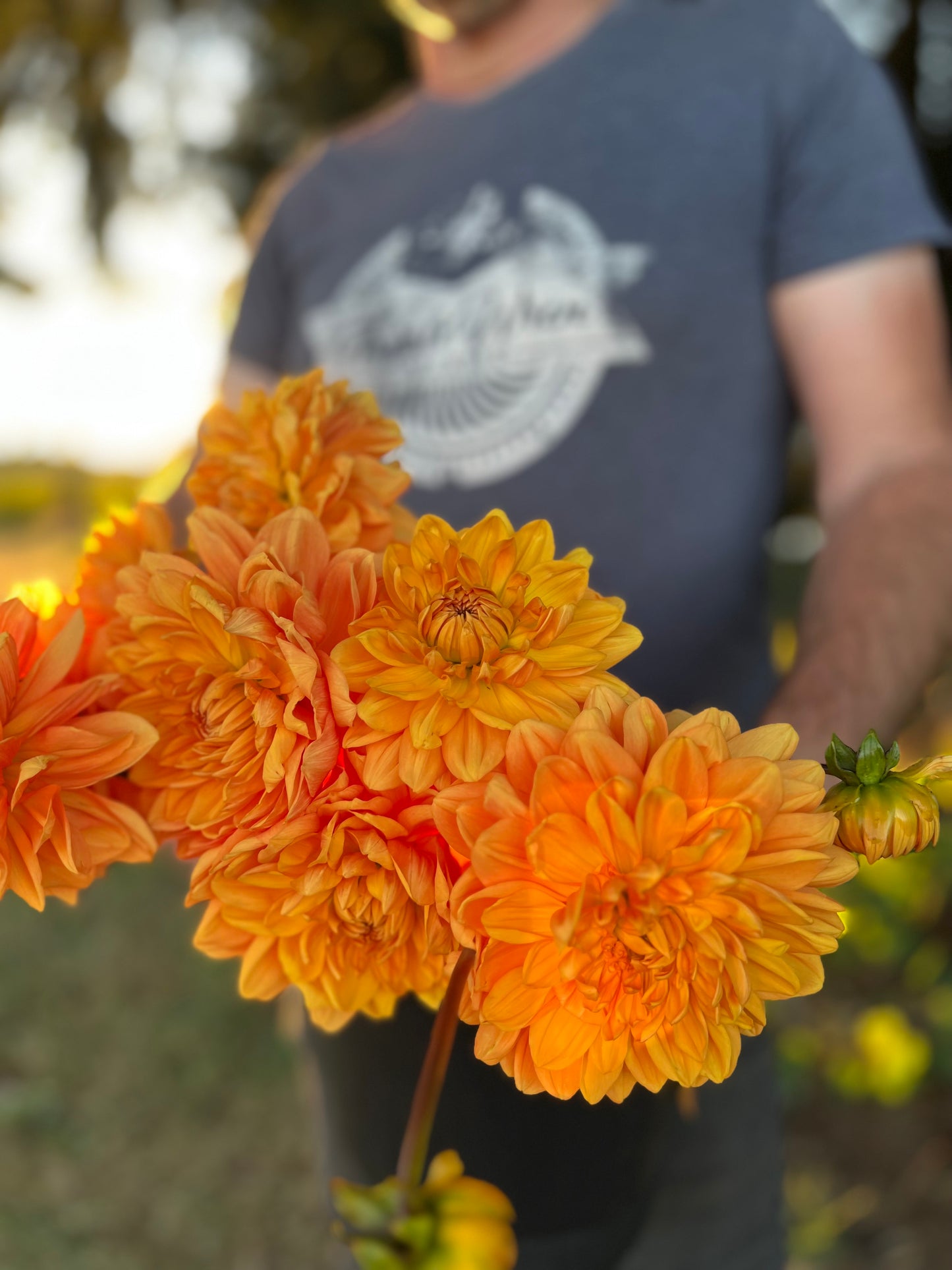 buy Arctic Gold dahlia tubers for Triple Wren Farms for your home garden