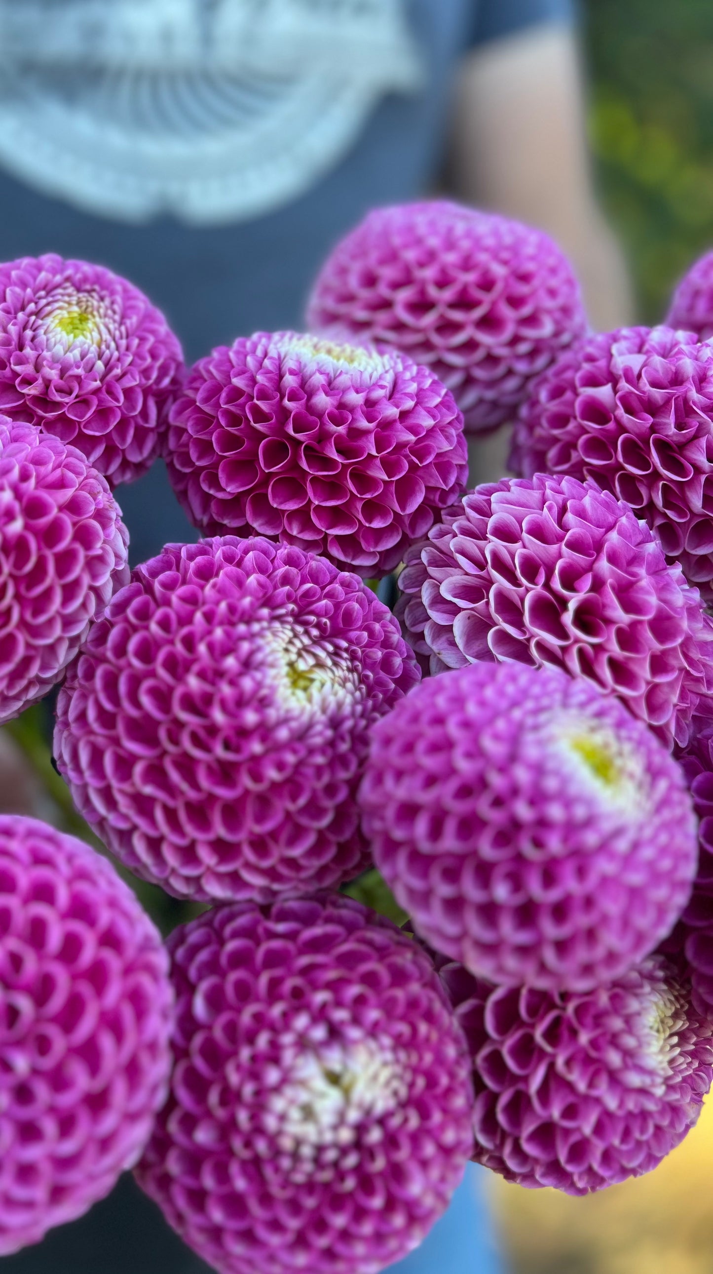 buy Ms Debbie Dahlia Tubers from Triple Wren Farms for your home garden