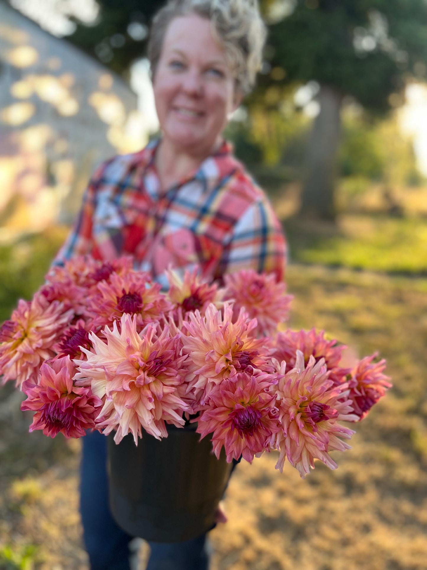 buy Just Peachy Dahlia Tuber from Triple Wren Farms for your home garden