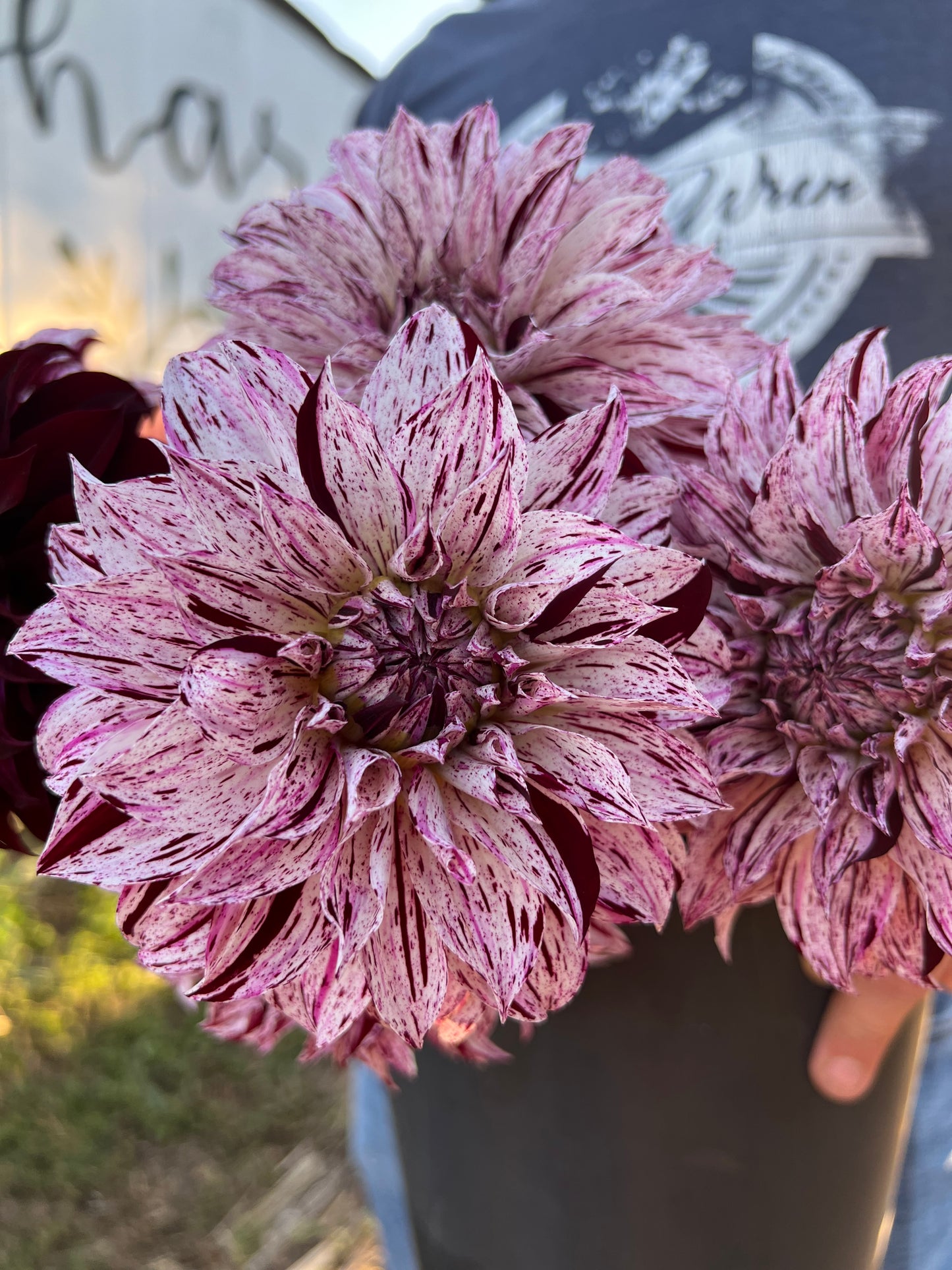 Sandia Boogie Dahlia Tuber