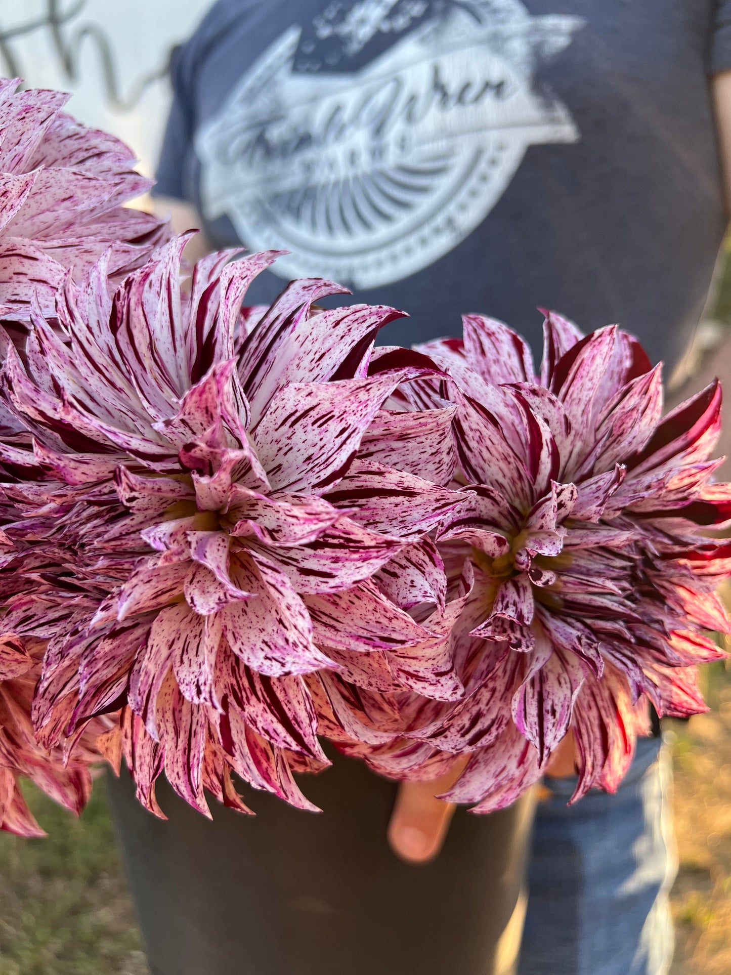 Sandia Boogie Dahlia Tuber