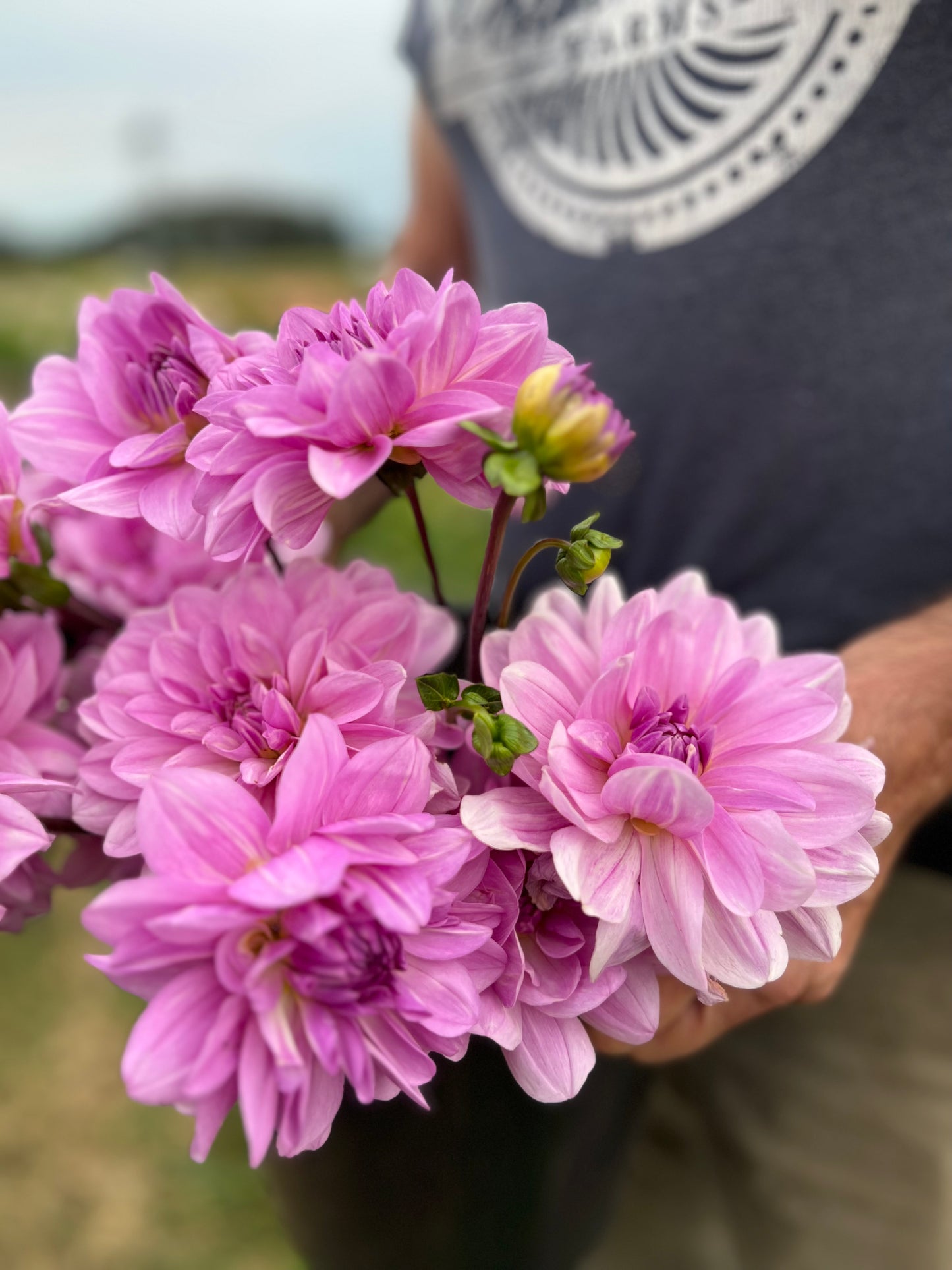 Sandia Shomei Dahlia Tuber