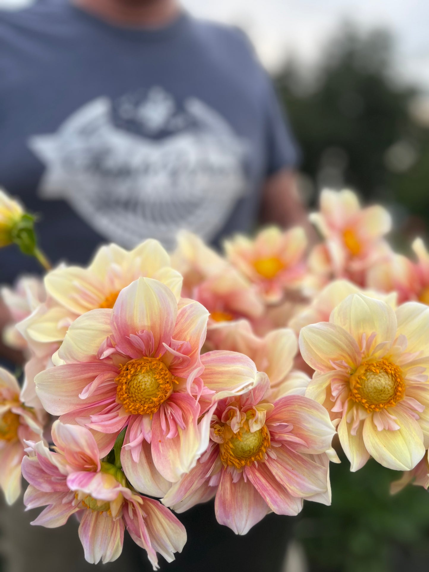 Apple Blossom Dahlia Tuber