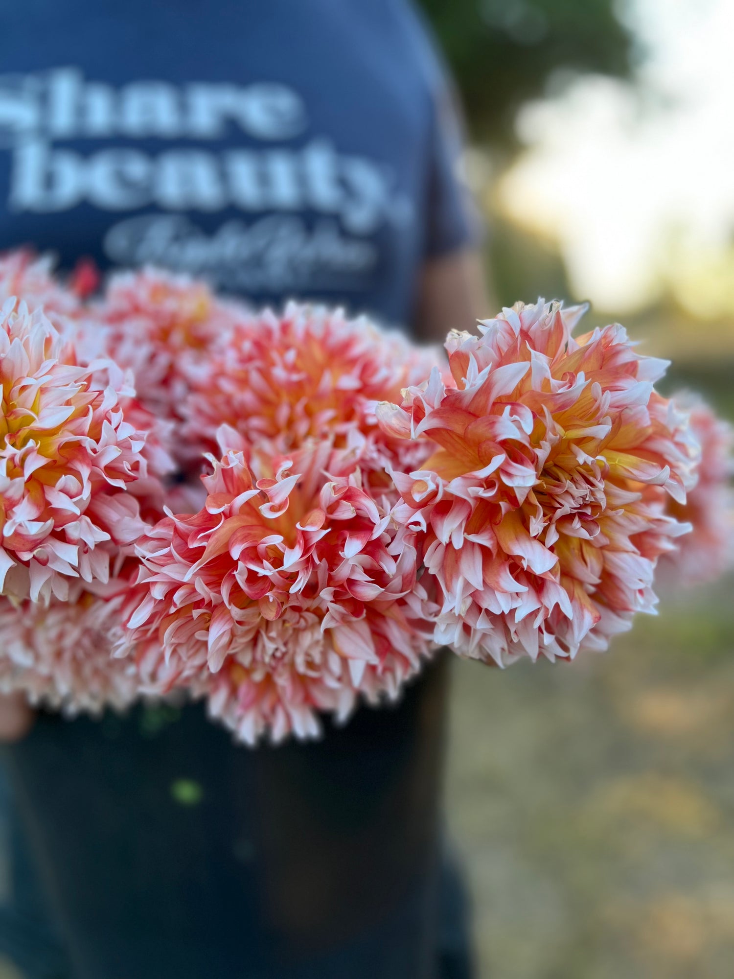 buy Bloomquist Amazing dahlia tubers from Triple Wren Farms for your home garden