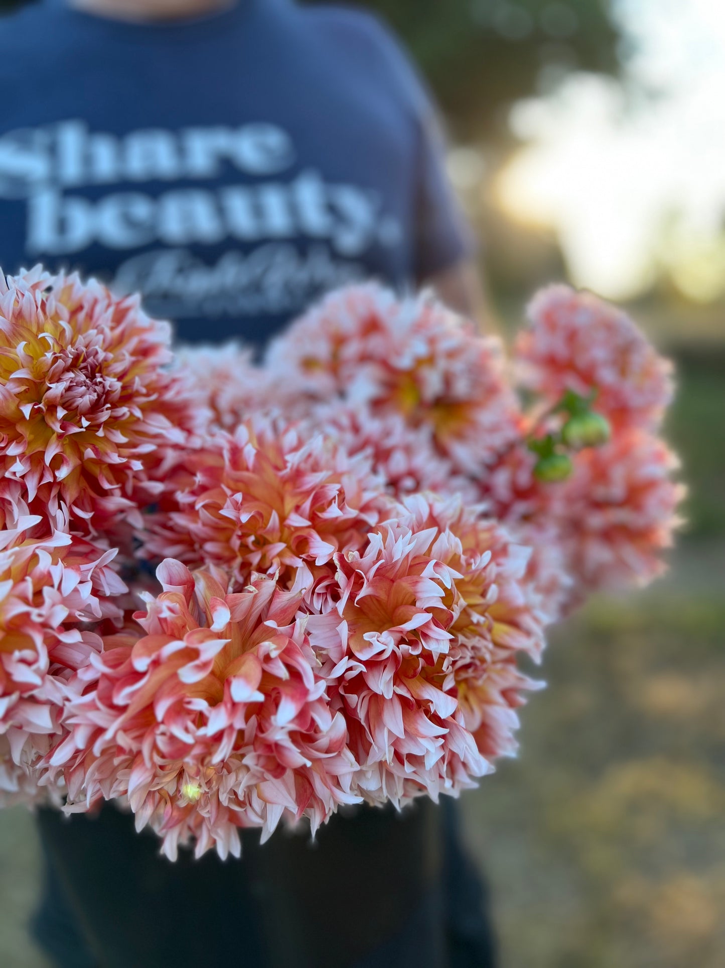 White and Peach and Orange and Red and Cream dahlia tubers Bloomquist Amazing from Triple Wren Farms