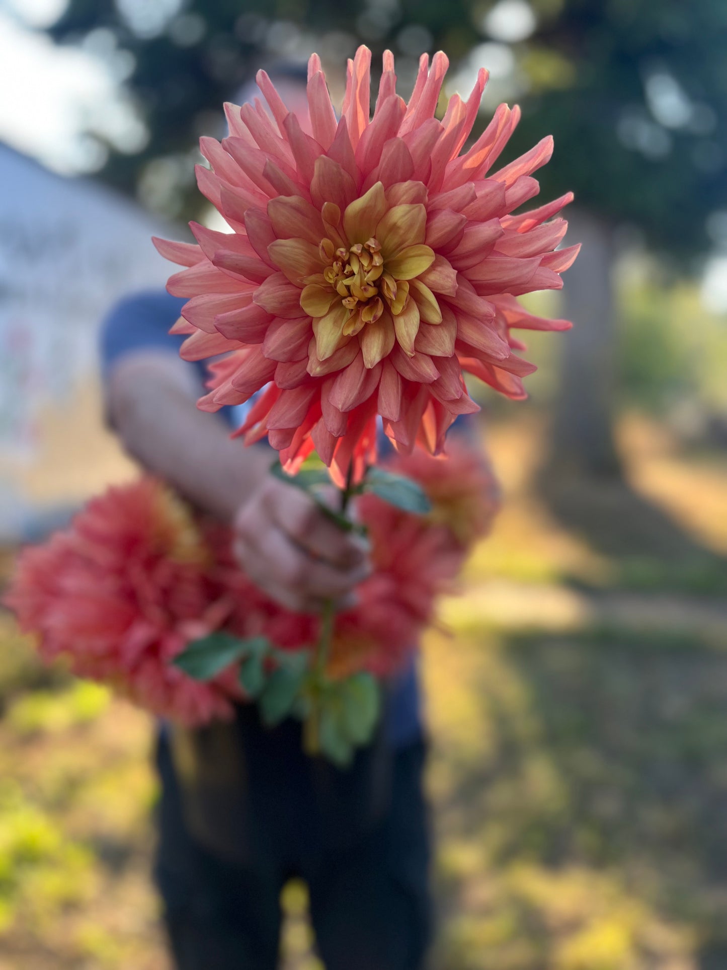 buy Bloomquist Robyn Dahlia Tubers from Triple Wren Farms for your home garden