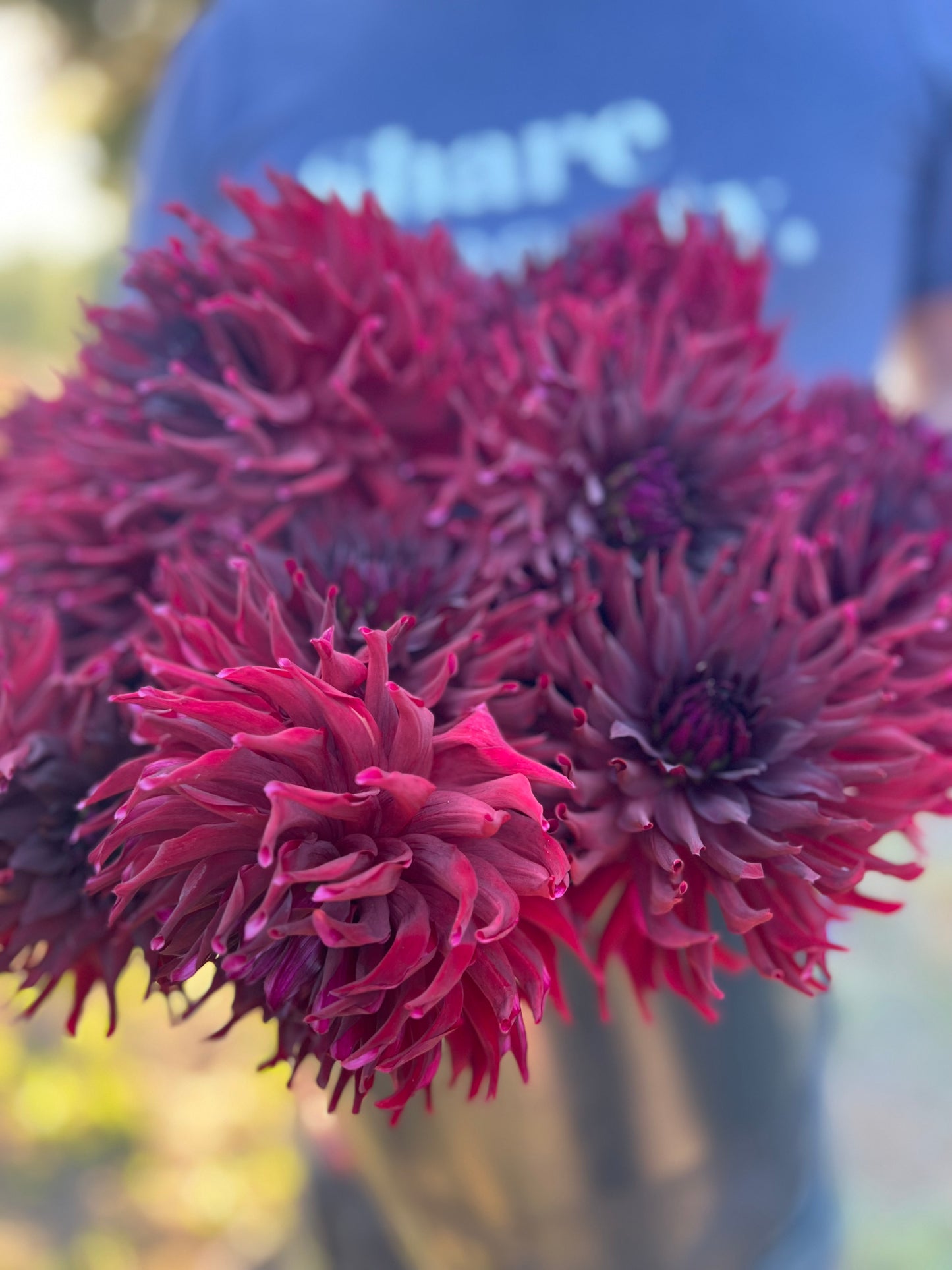 Buy Bloomquist Richard Dahlia Tubers from Triple Wren Farms for your home garden