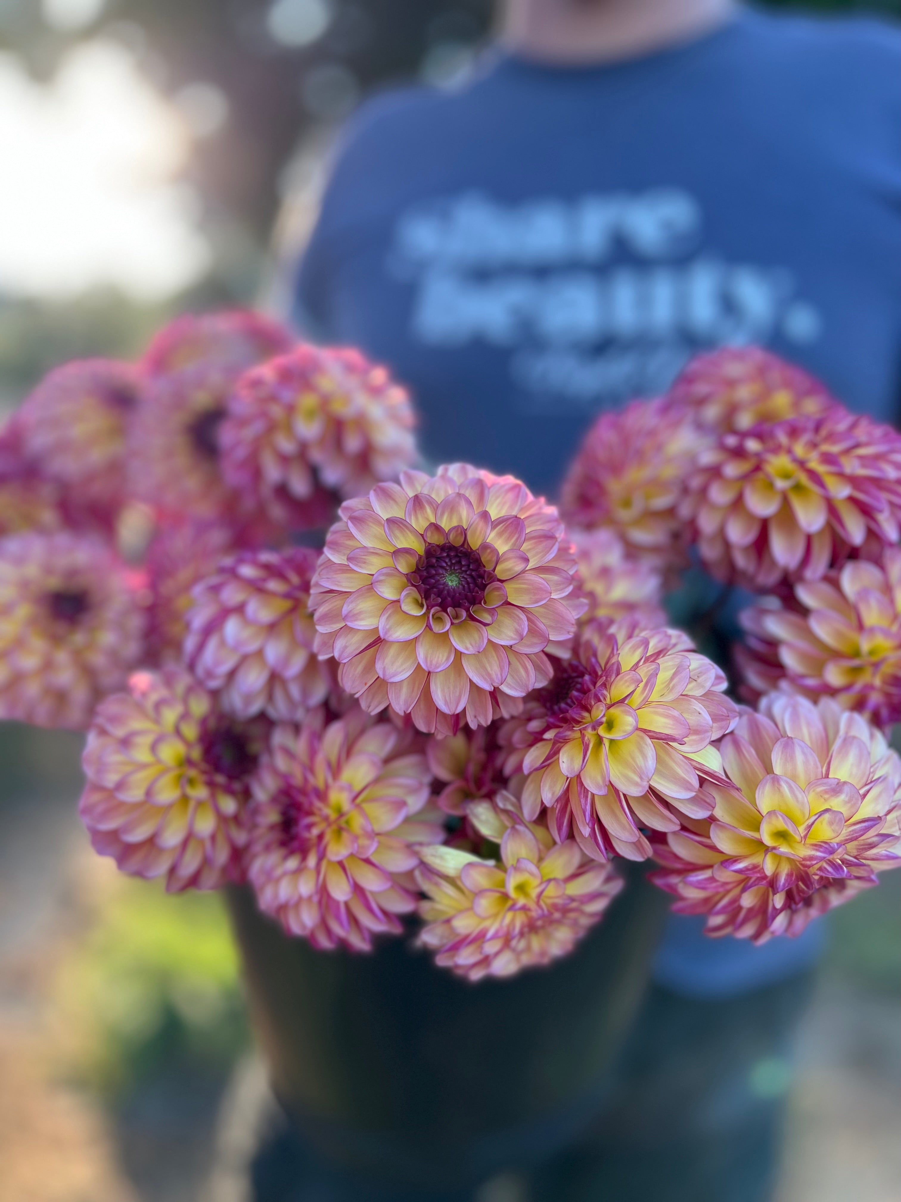 ＊Dahlia＊ページ Foxy Lady Dahlia Tuber – Triple Wren Farms