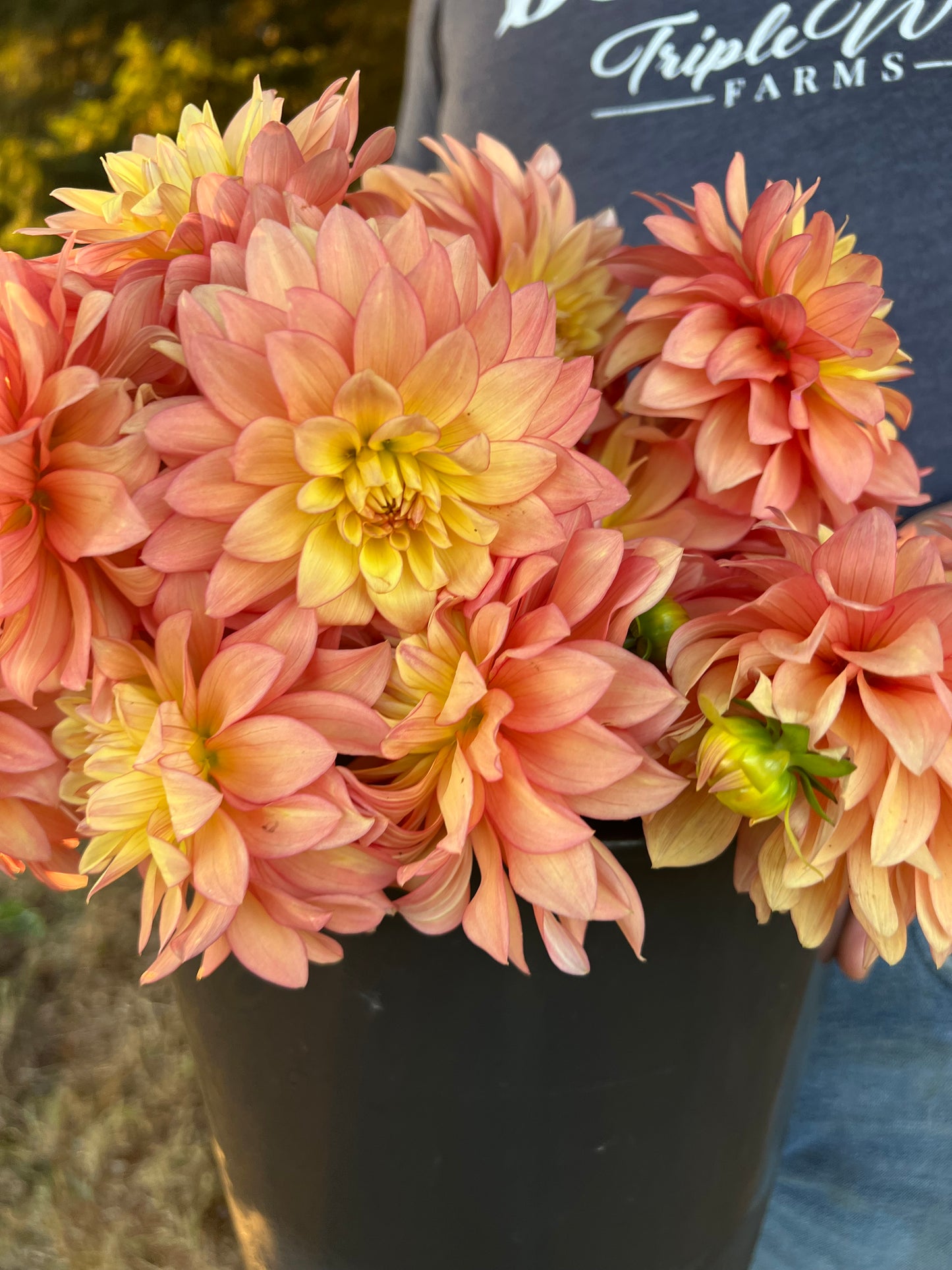 buy Bloomquist Vigor Dahlia Tubers from Triple Wren Farms for your home garden