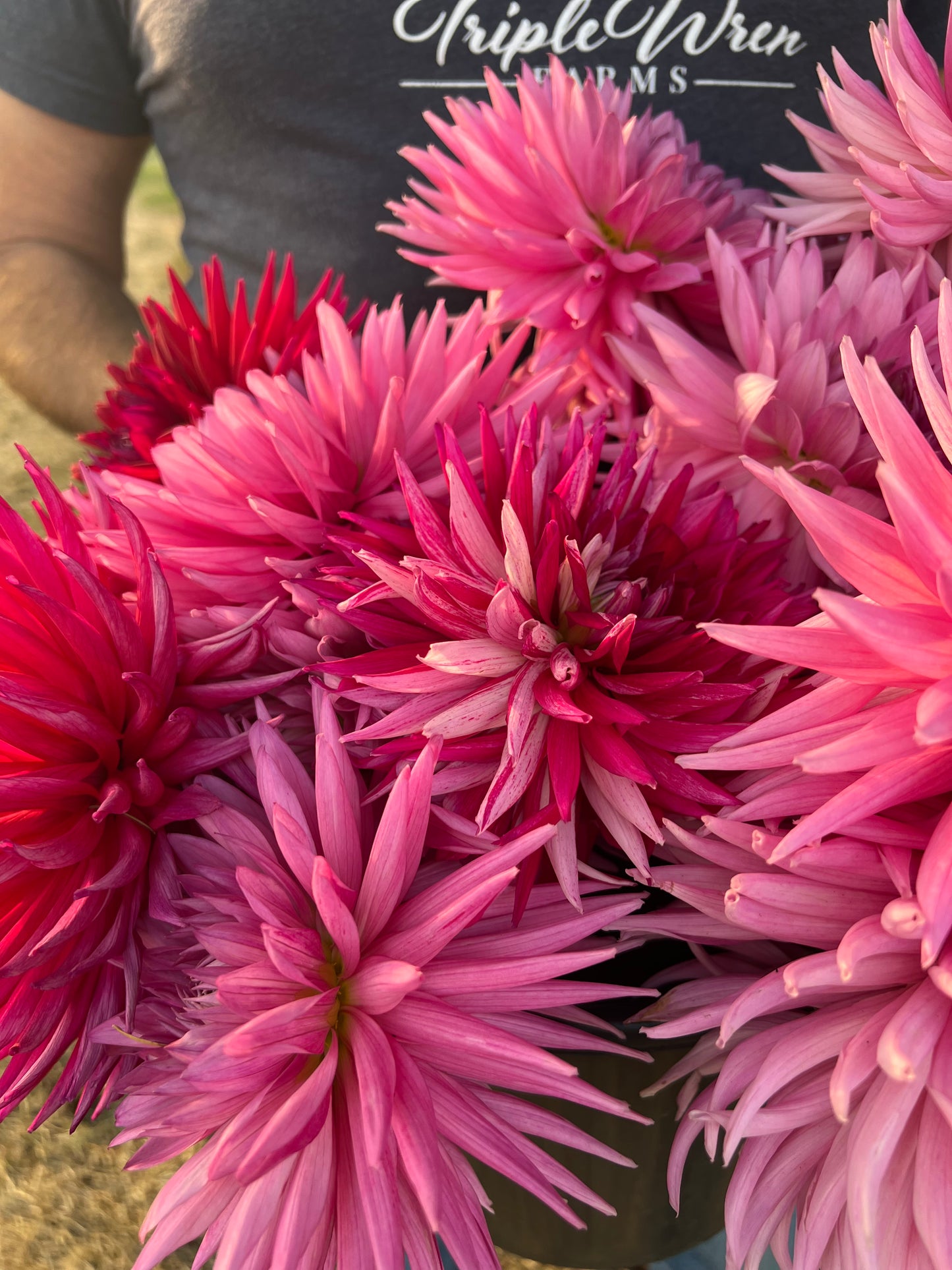 Sandia Barbie Dahlia Tuber
