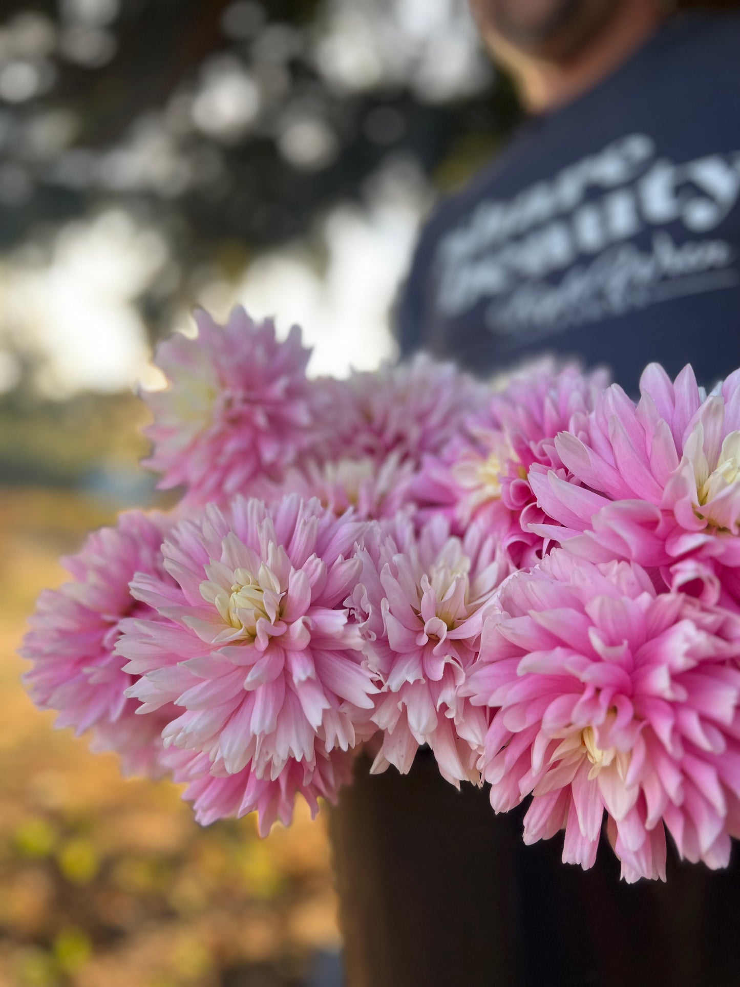 Pink and Blush and White and Light Pink Chilson's Pride Dahlia Tuber from Triple Wren Farms