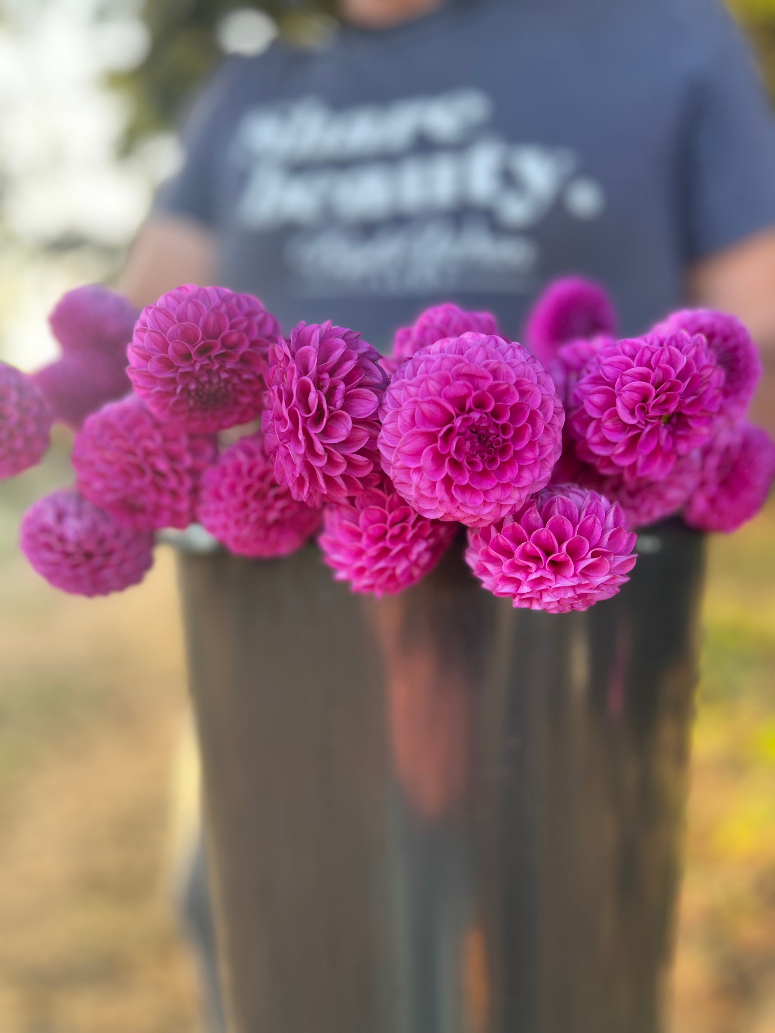 Mary Munns Dahlia Tuber – Triple Wren Farms
