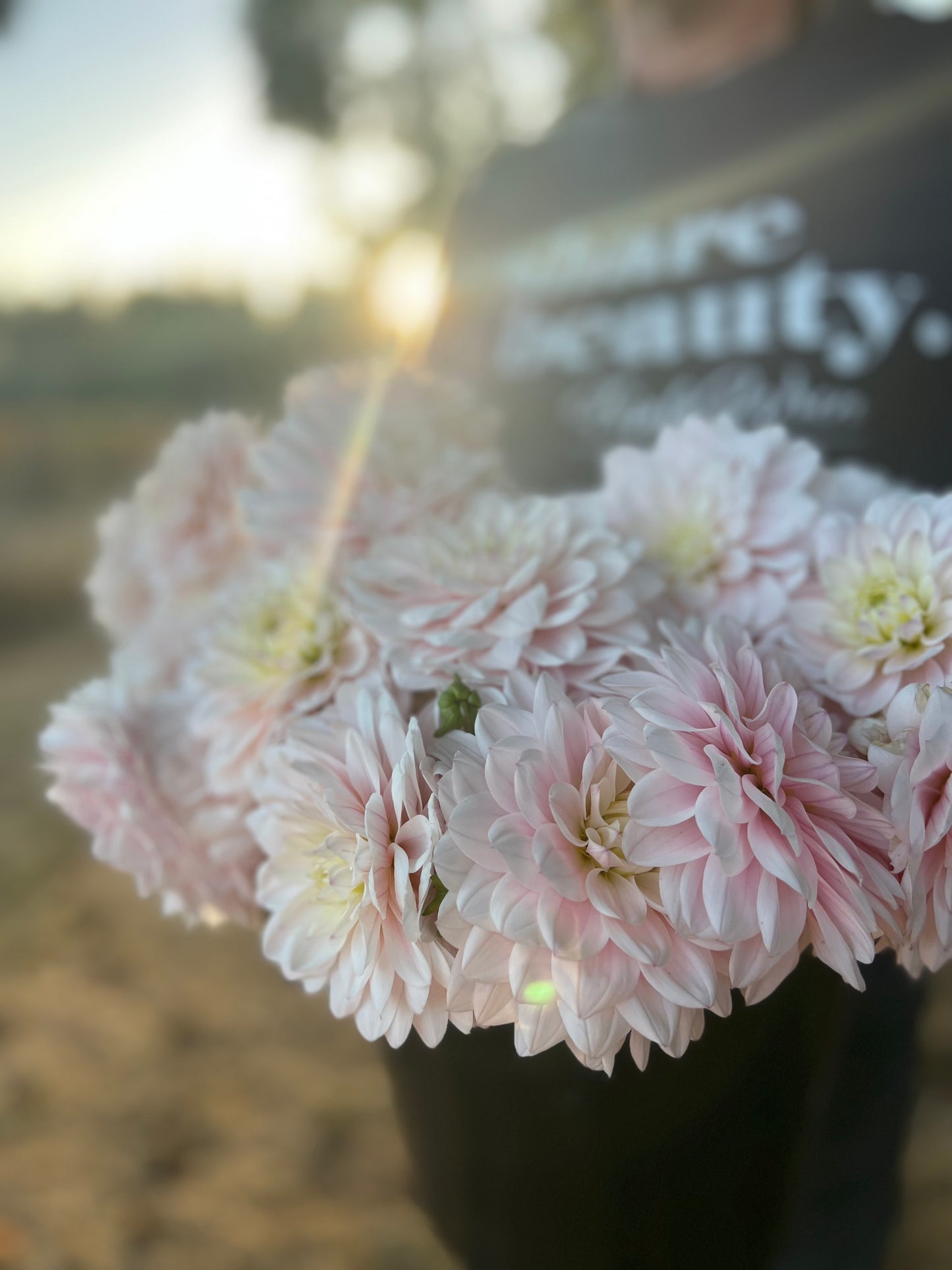 Silver Years Dahlia Tuber