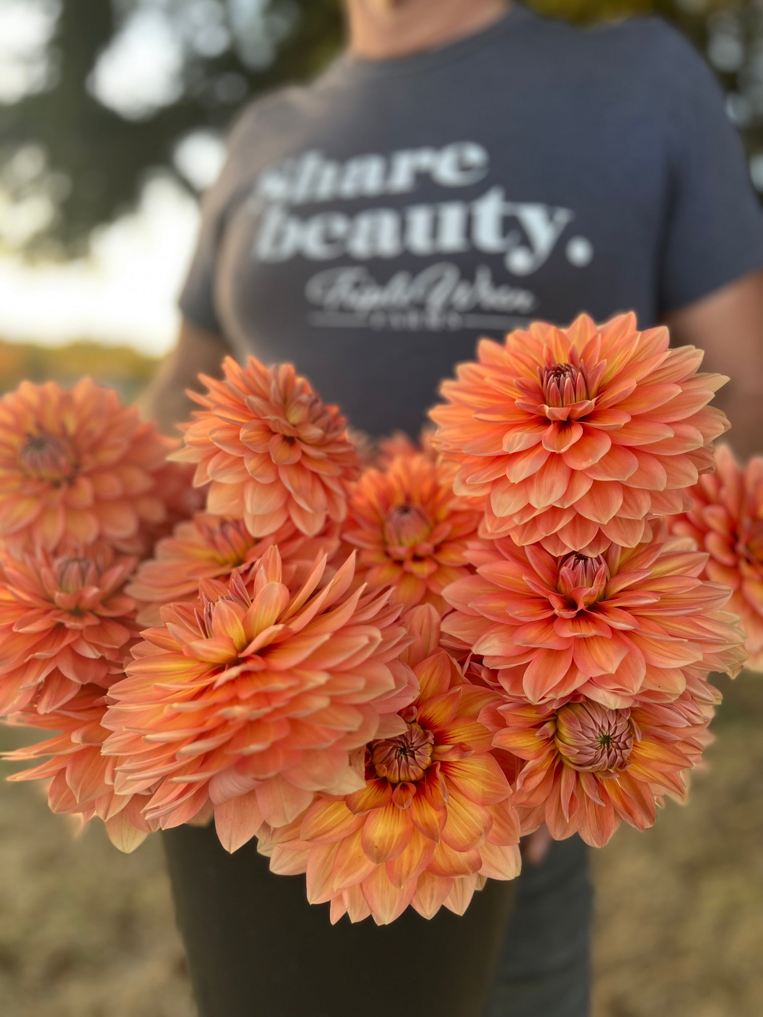 buy Nicholas Dahlia Tubers from Triple Wren Farms for your home garden