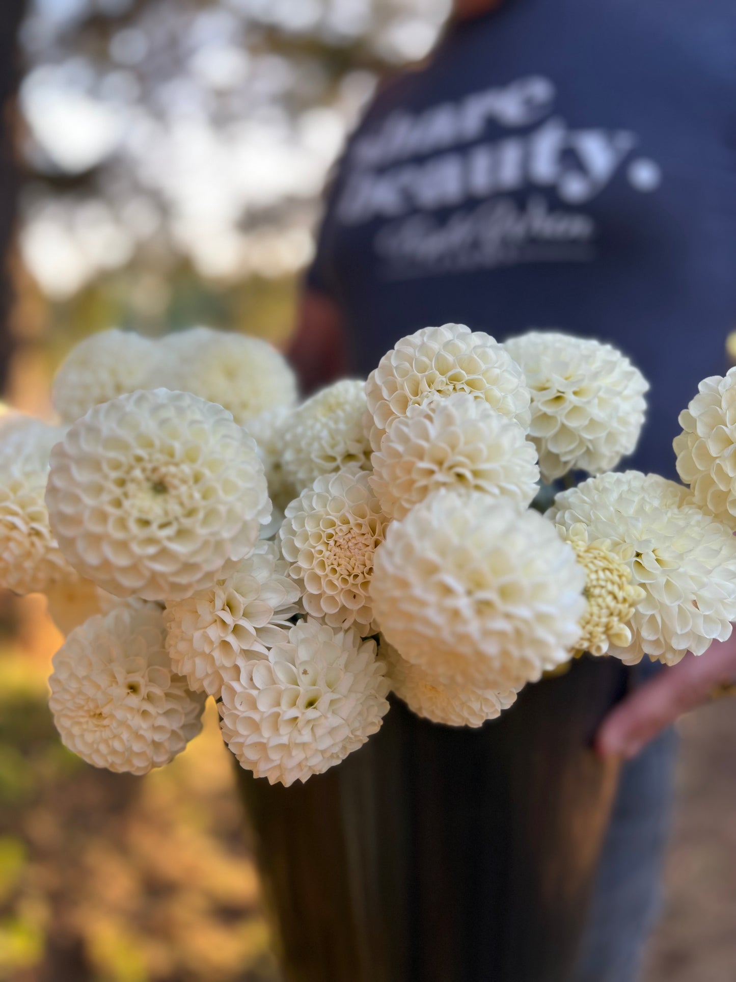 Ancresse Dahlia Tubers from Triple Wren Farms