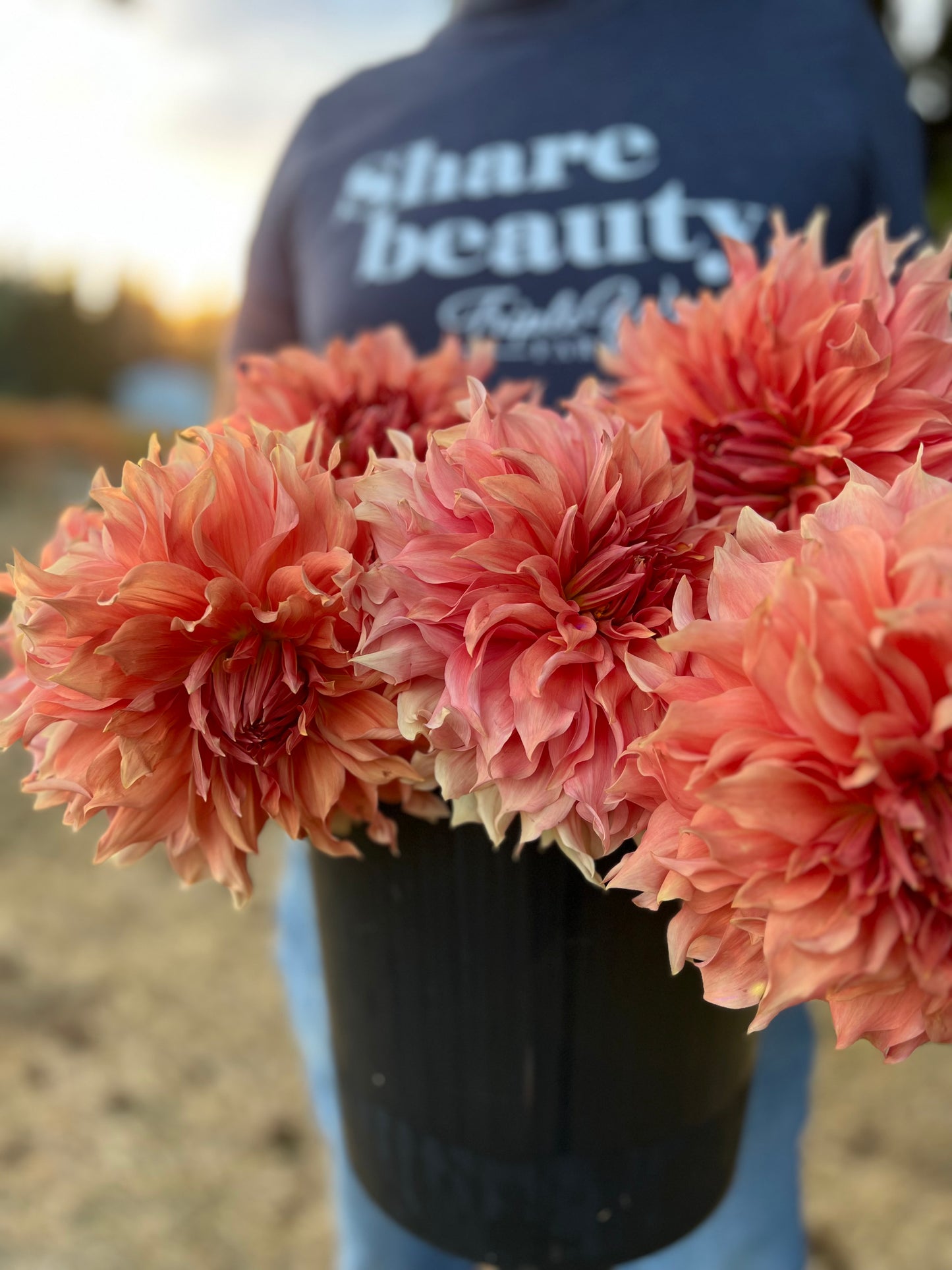 Sierra Glow Dahlia Tuber
