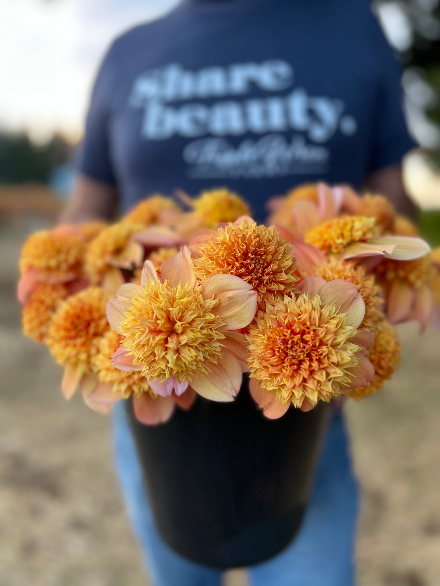 Sandia Brocade Dahlia Tuber