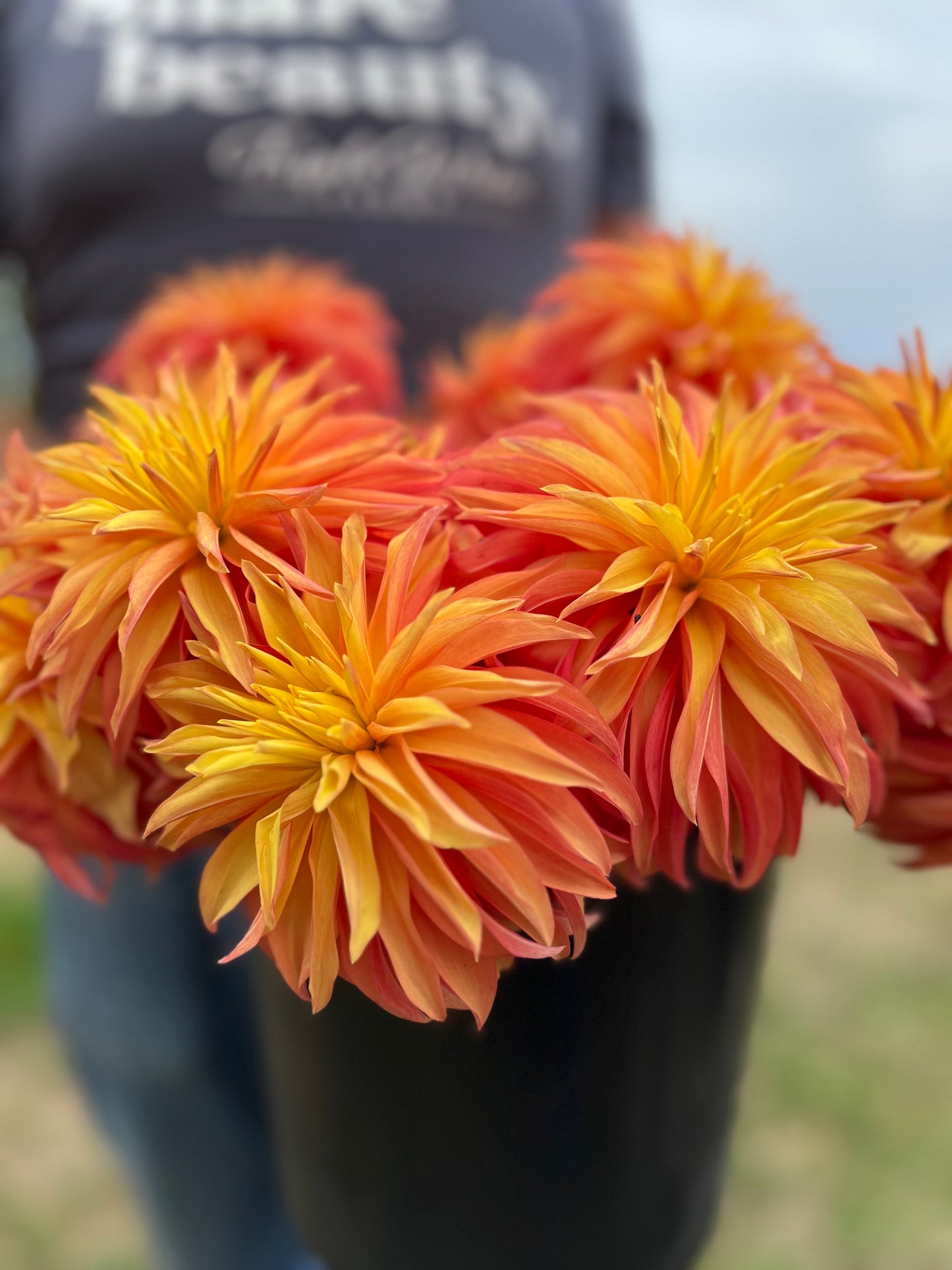 Orange and yellow and peach Bloomquist Pumpkin Dahlia Tubers from Triple Wren Farms