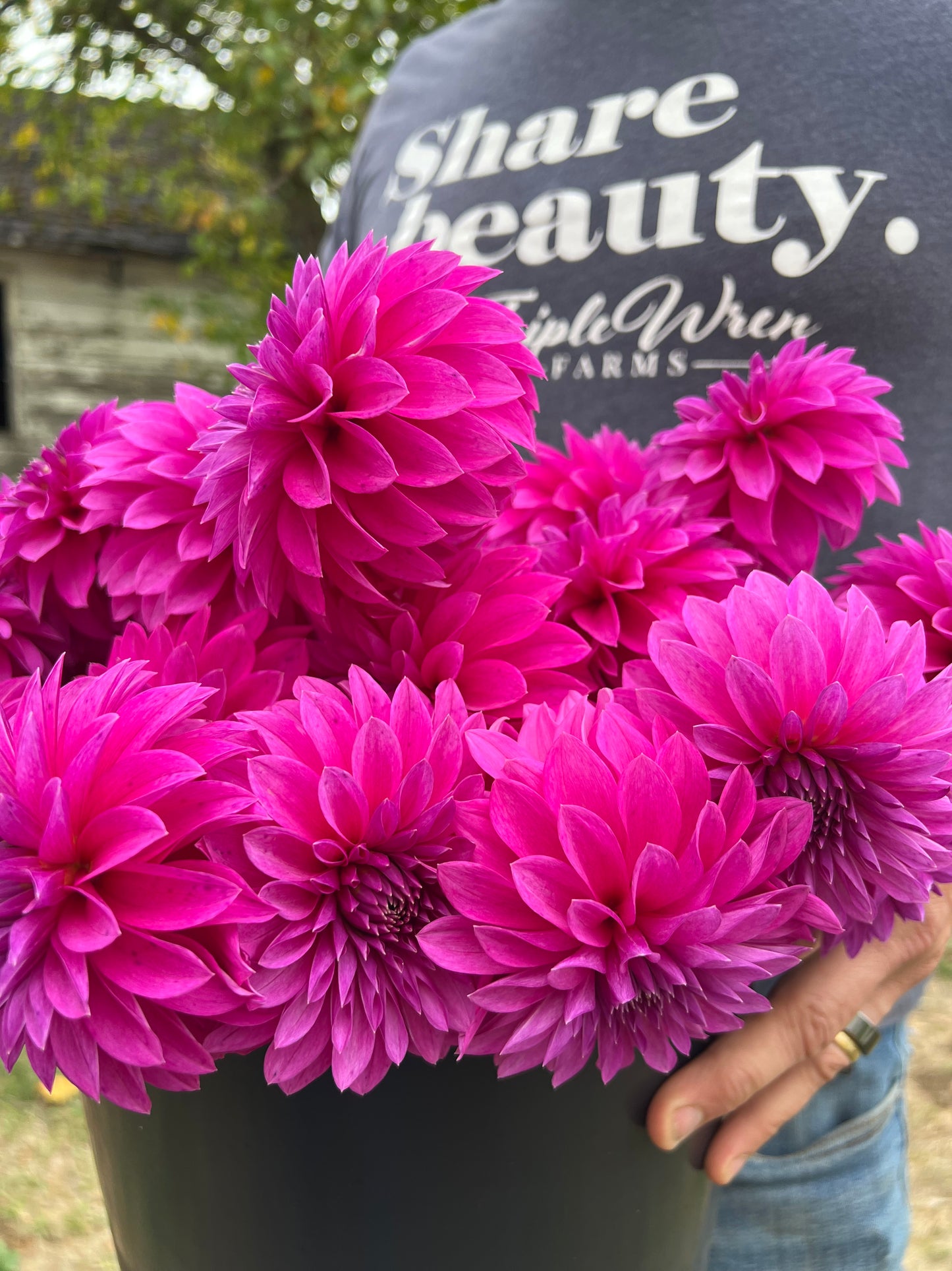 buy Bloomquist Ruby Dahlia Tubers from Triple Wren Farms for your home garden
