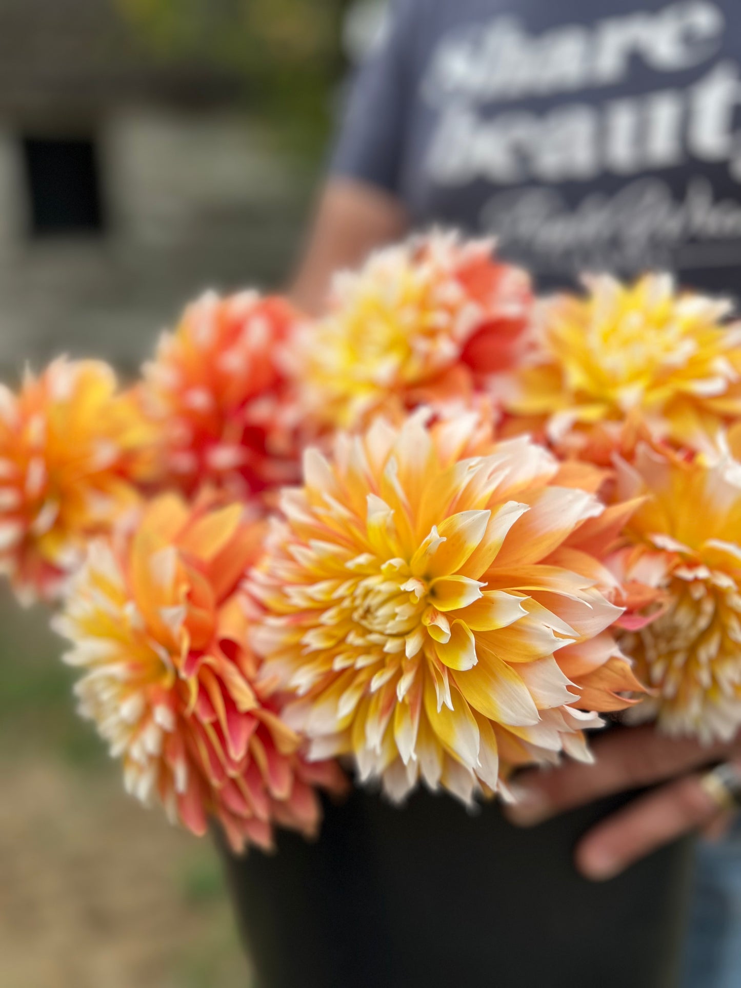 buy Bloomquist Candy Corn dahlia tubers from Triple Wren Farms for your home garden