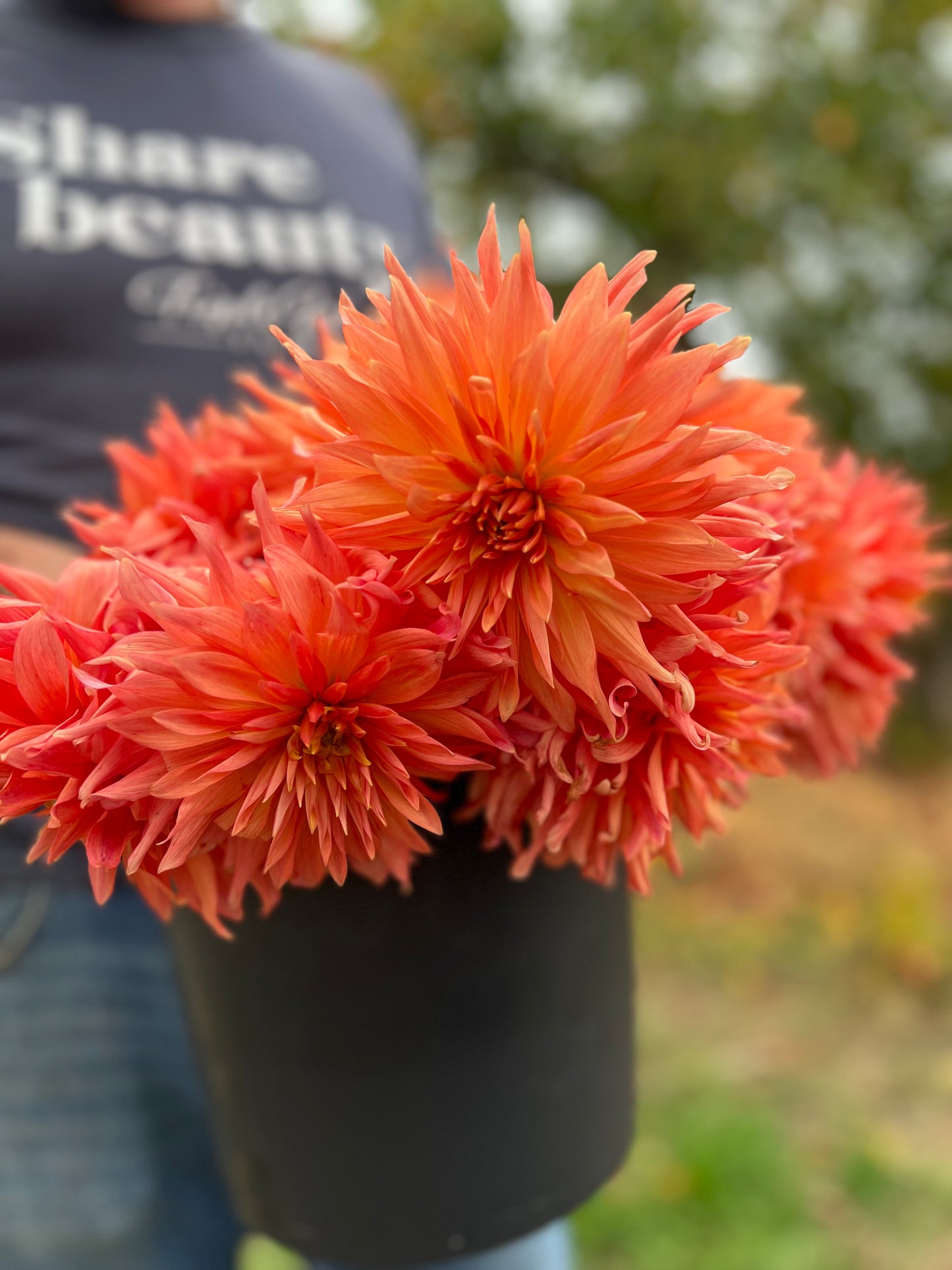 Buy Bloomquist Peach Sorbet dahlia tubers from Triple Wren Farms for your home garden