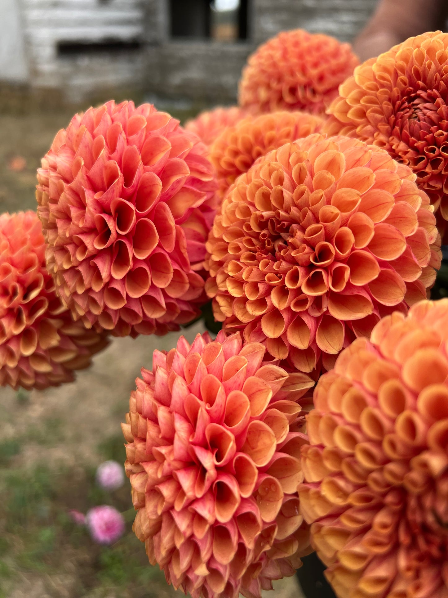 buy Hy Suntan Dahlia Tuber from Triple Wren Farms for your home garden
