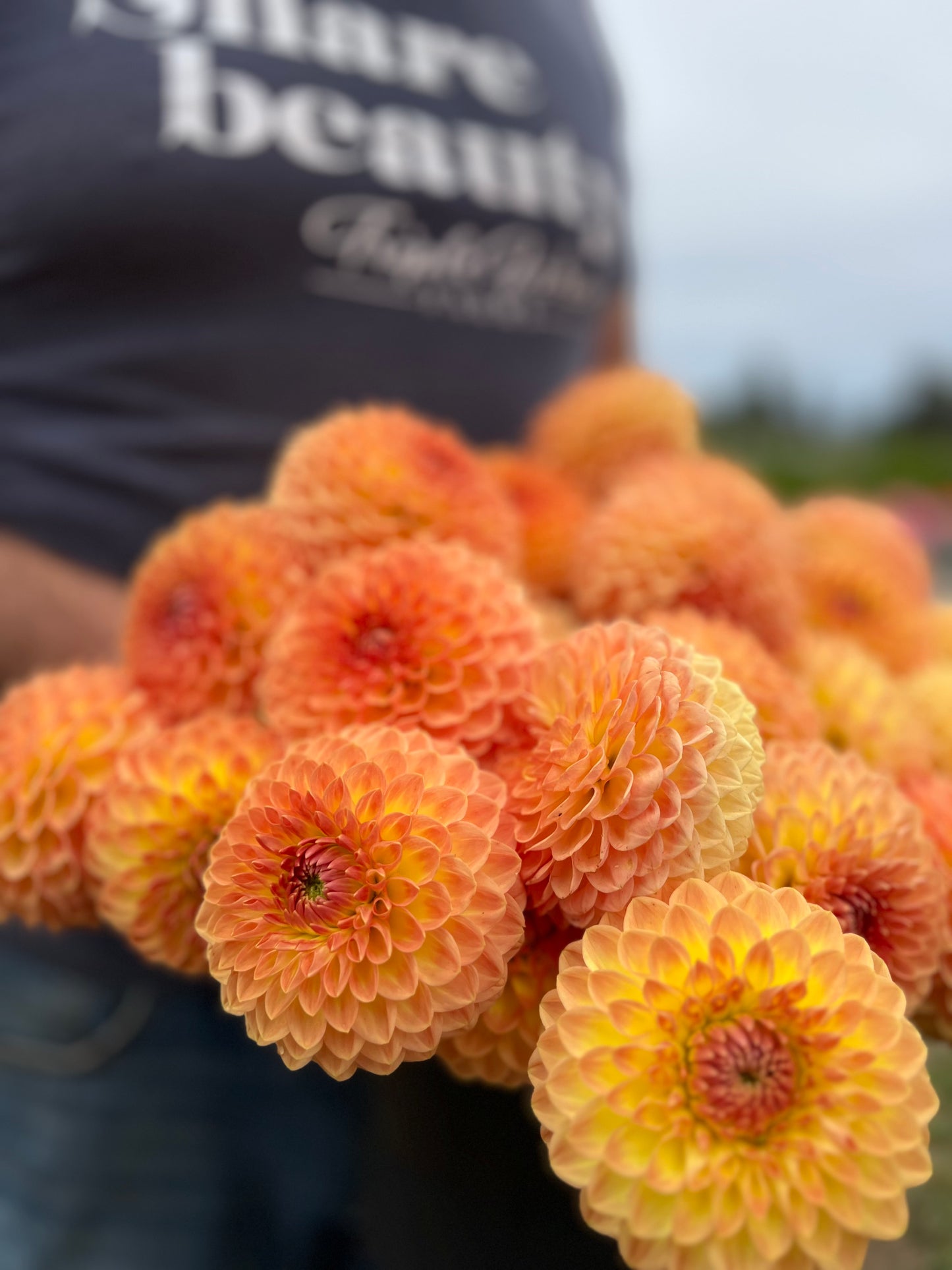 buy Blyton's Softer Gleam Dahlia tubers from Triple Wren Farms for your home garden