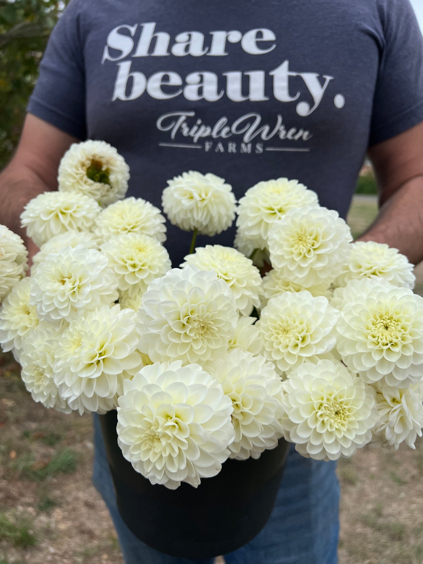 buy White Aster Dahlia Tubers from Triple Wren Farms for your home garden