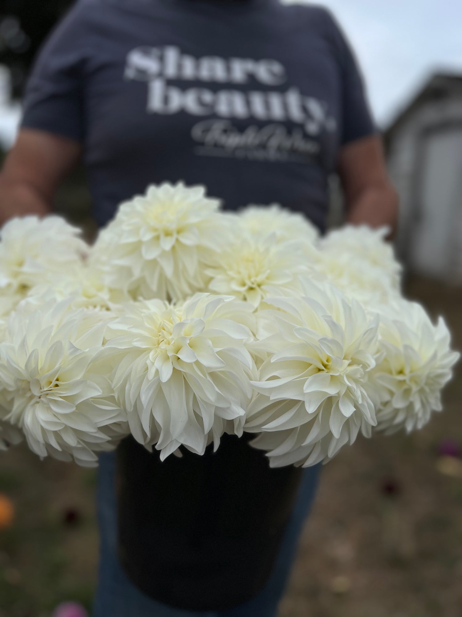 Lady Liberty Dahlia Tubers from Triple Wren Farms