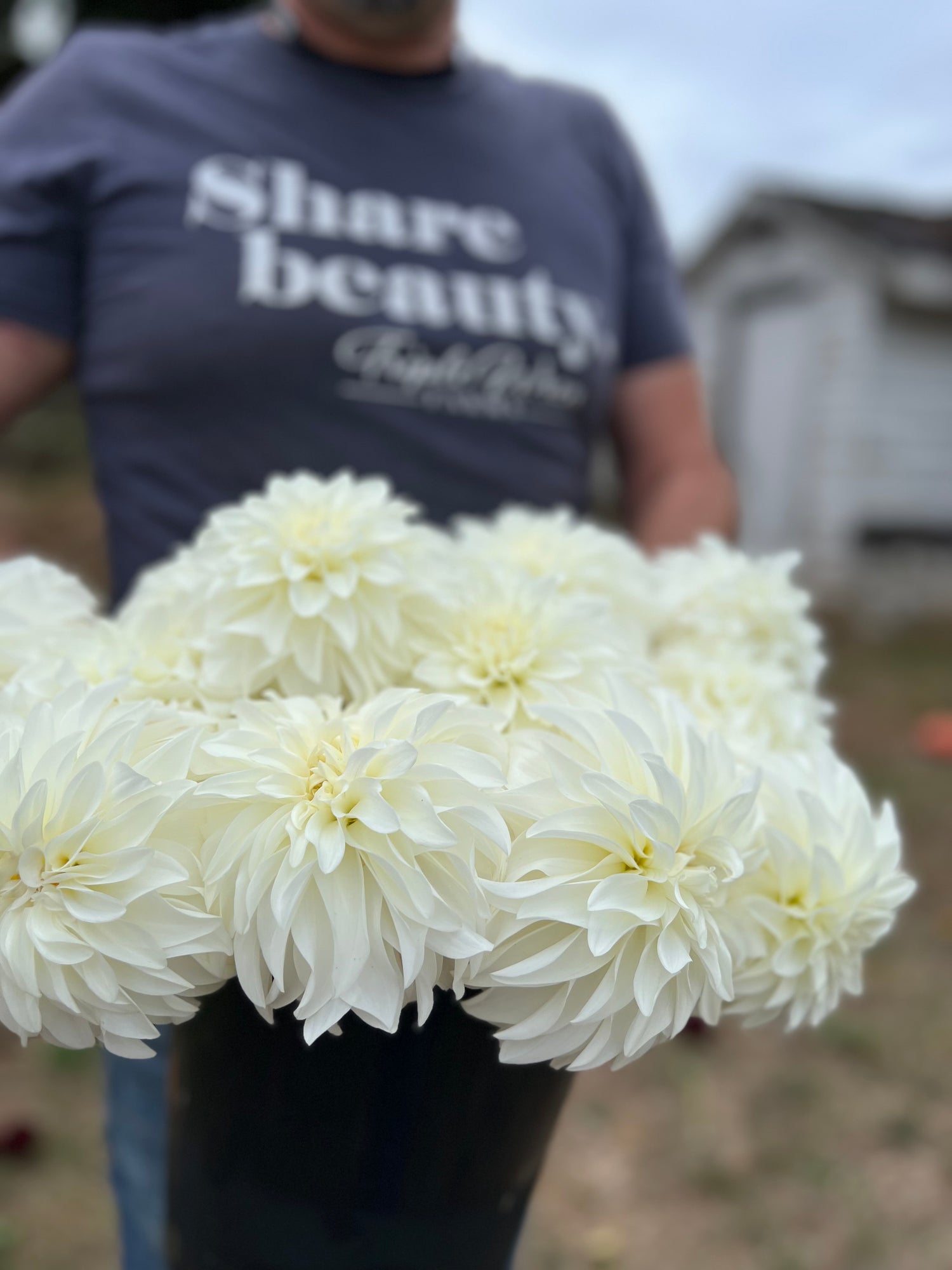 buy Lady Liberty Dahlia Tubers from Triple Wren Farms for your home garden