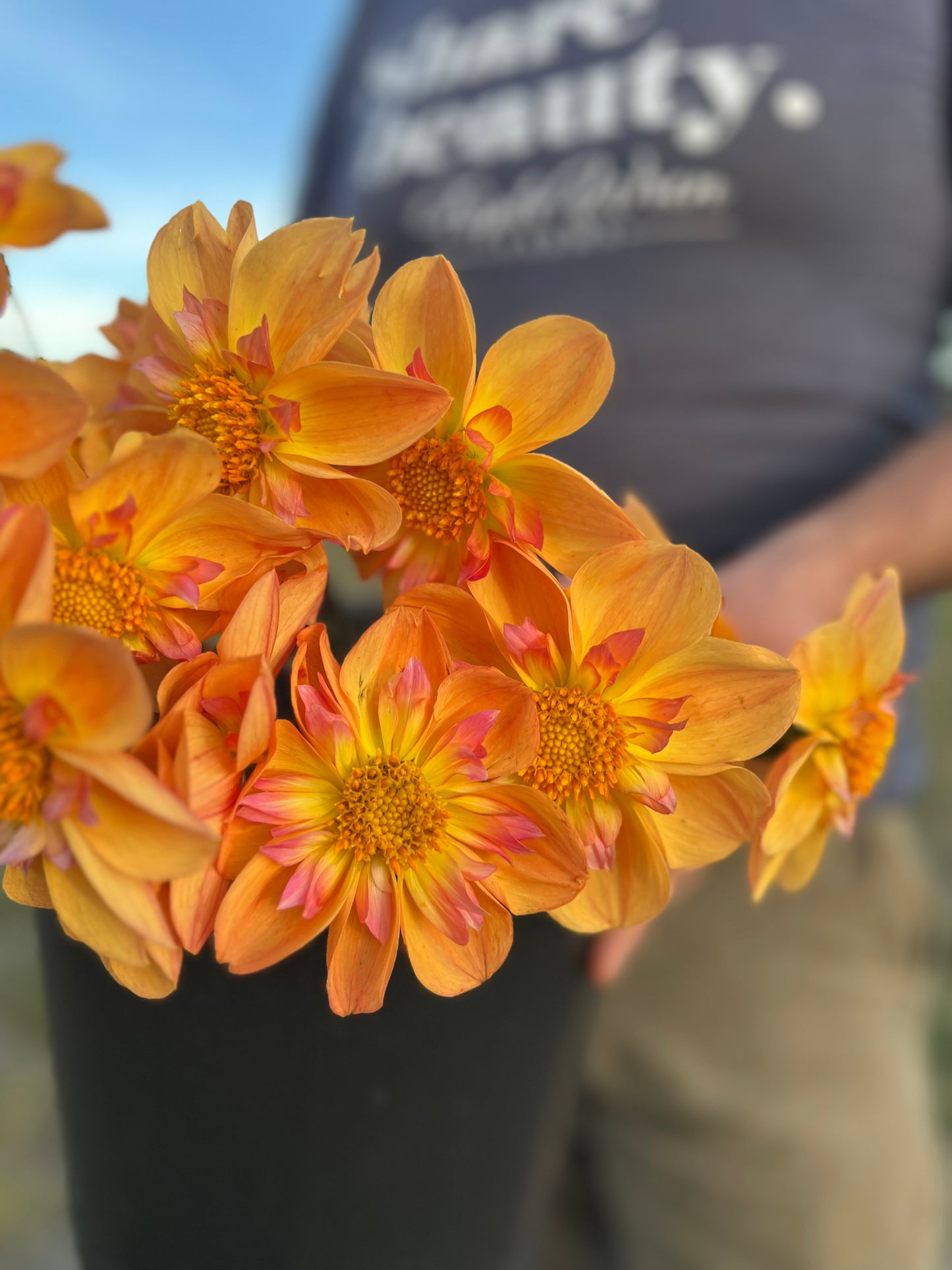 buy Bloomquist Behold dahlia tubers from Triple Wren Farms for your home garden