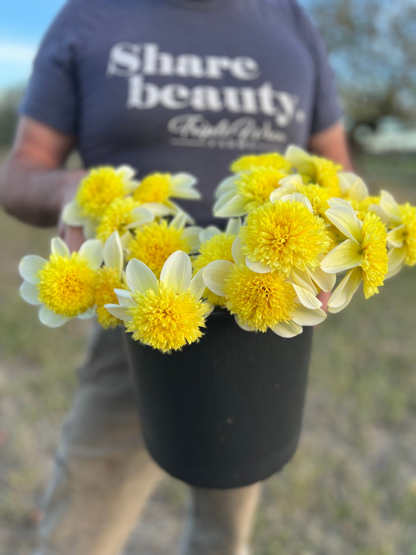 Sandia Summertime Dahlia Tuber