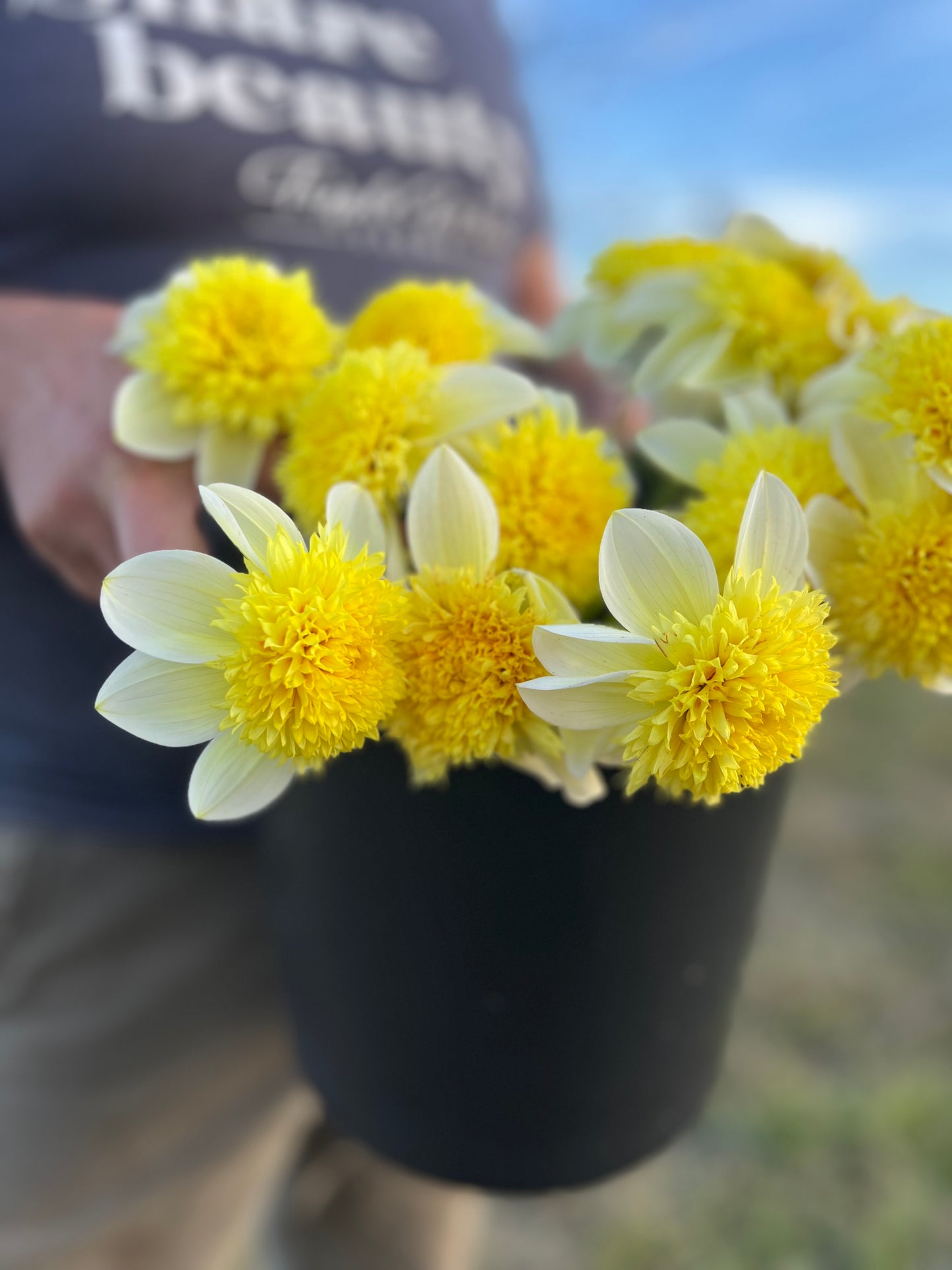 Sandia Summertime Dahlia Tuber