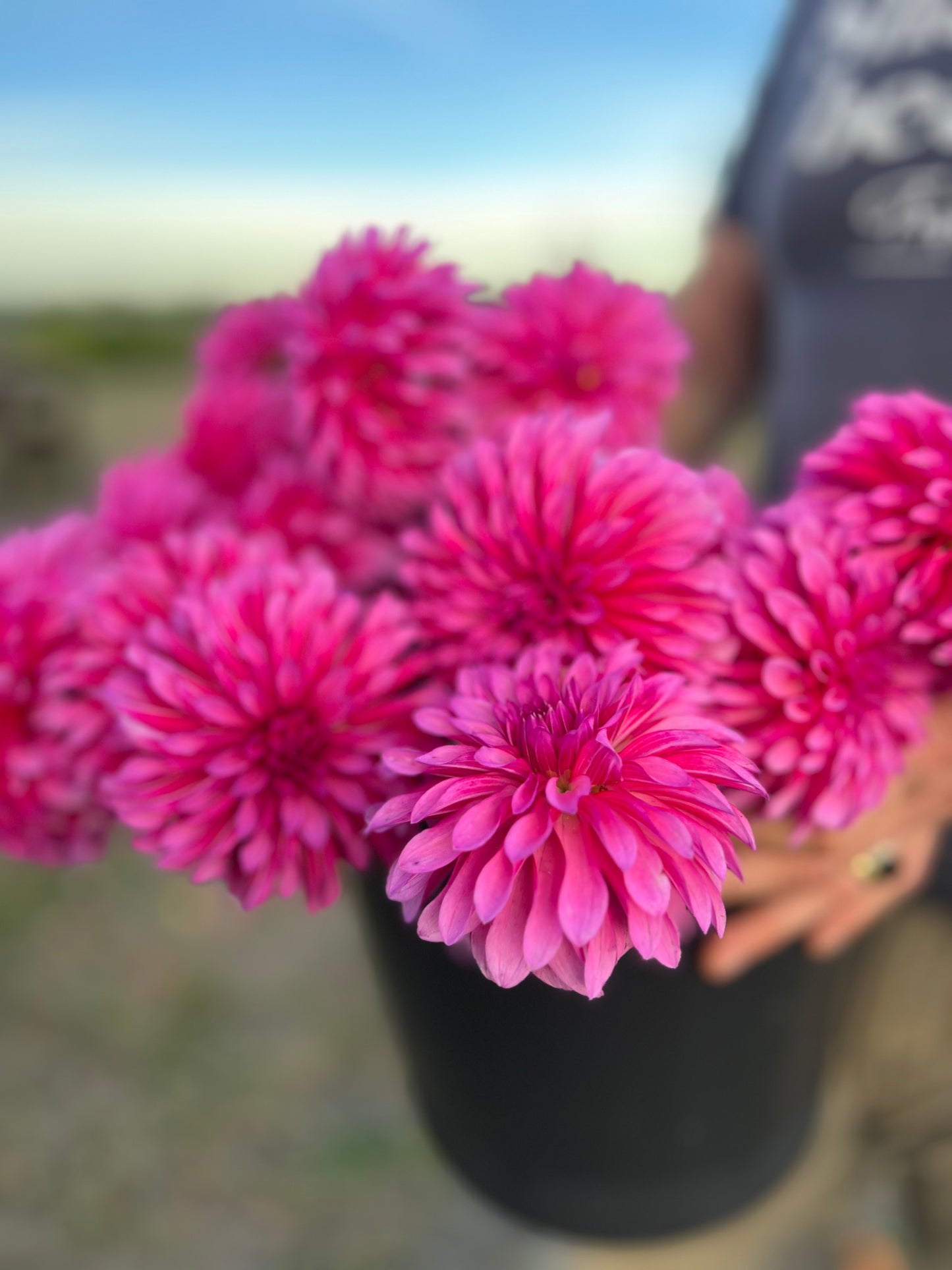 buy Bloomquist Pinwheel for your home garden