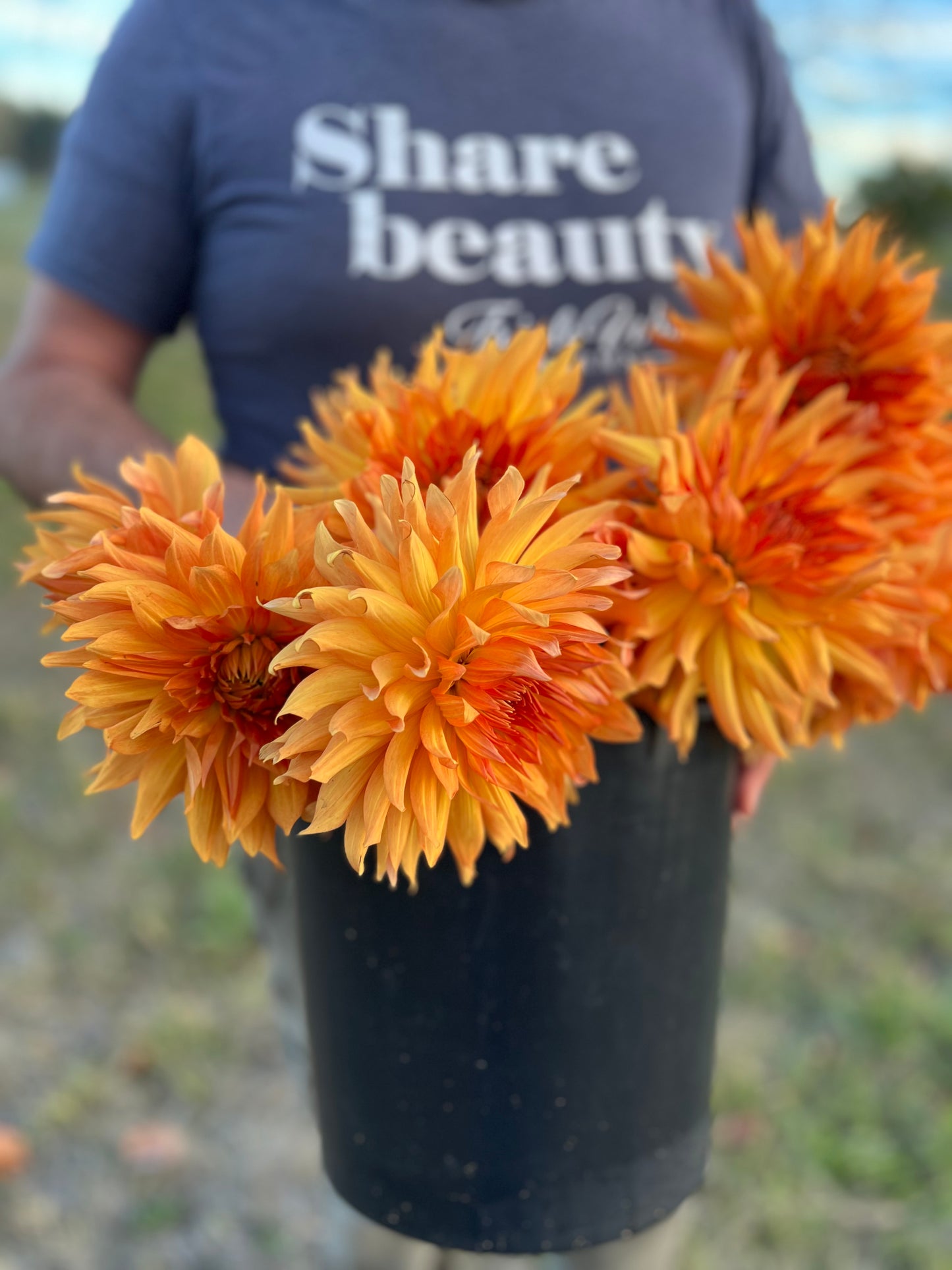 buy Bloomquist Egypt from Triple Wren Farms for your home garden