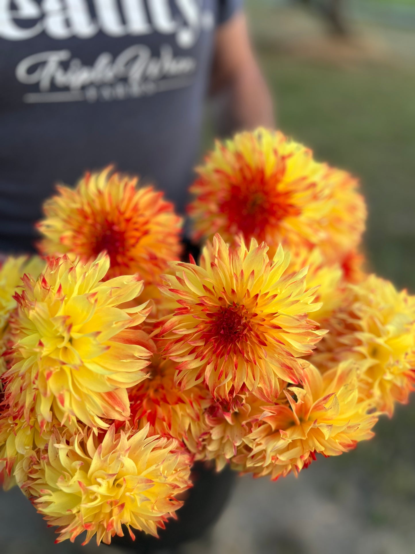 buy Bloomquist Georgia dahlia tubers from Triple Wren Farms