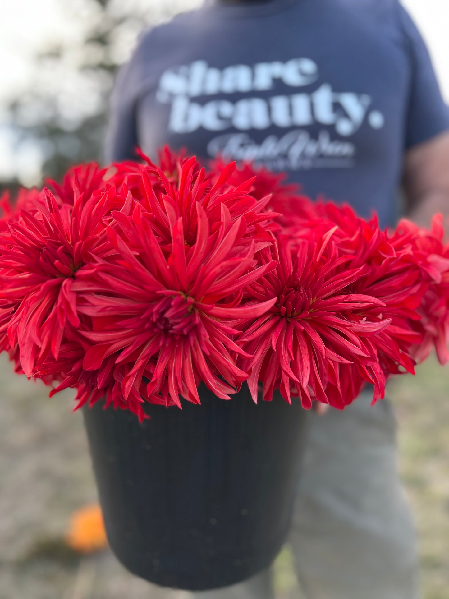 Buy Bloomquist Umbrella Dahlia Tubers from Triple Wren Farms for your home garden