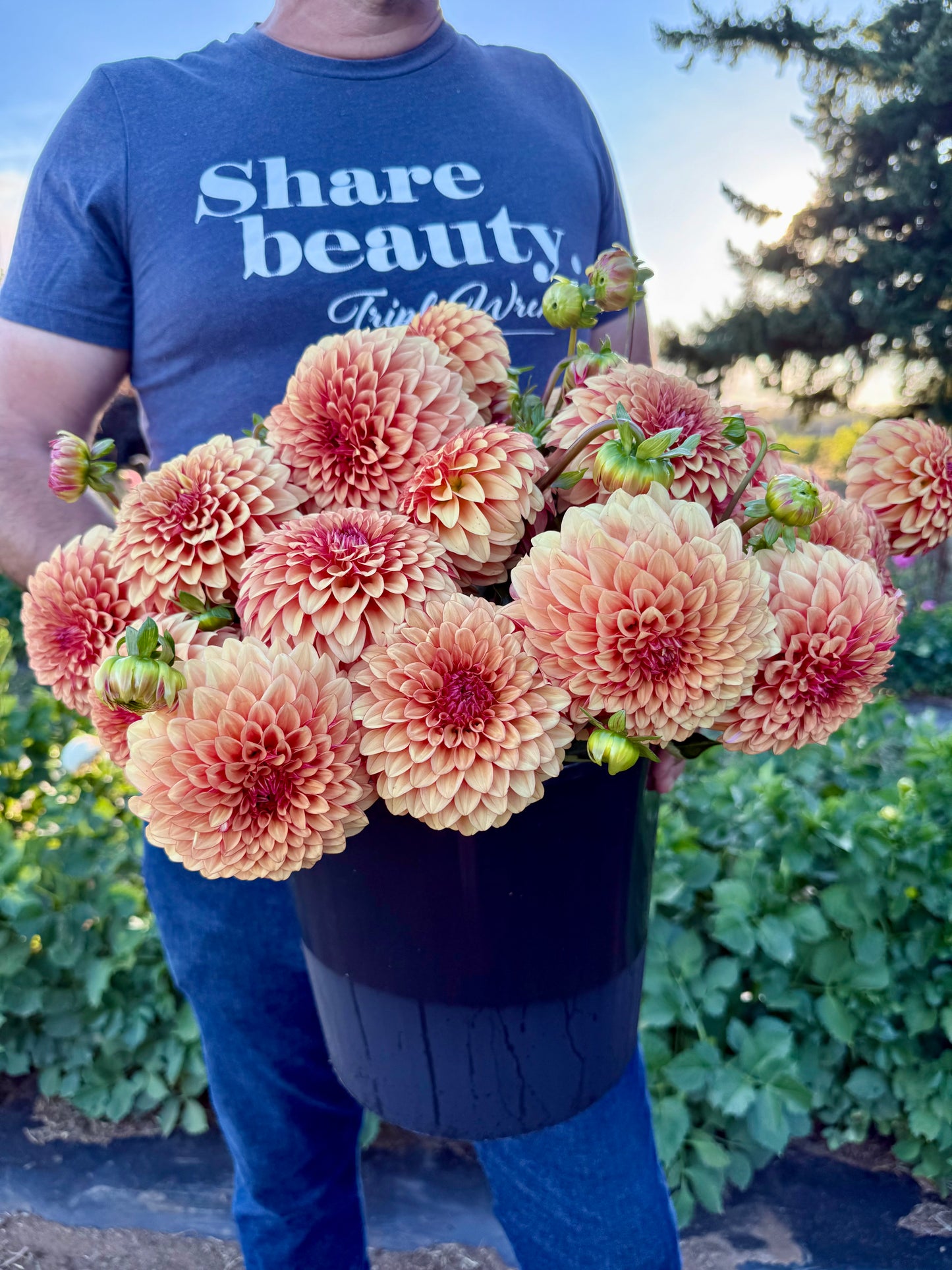 Carpe Dahlia Harvest Dahlia Tuber