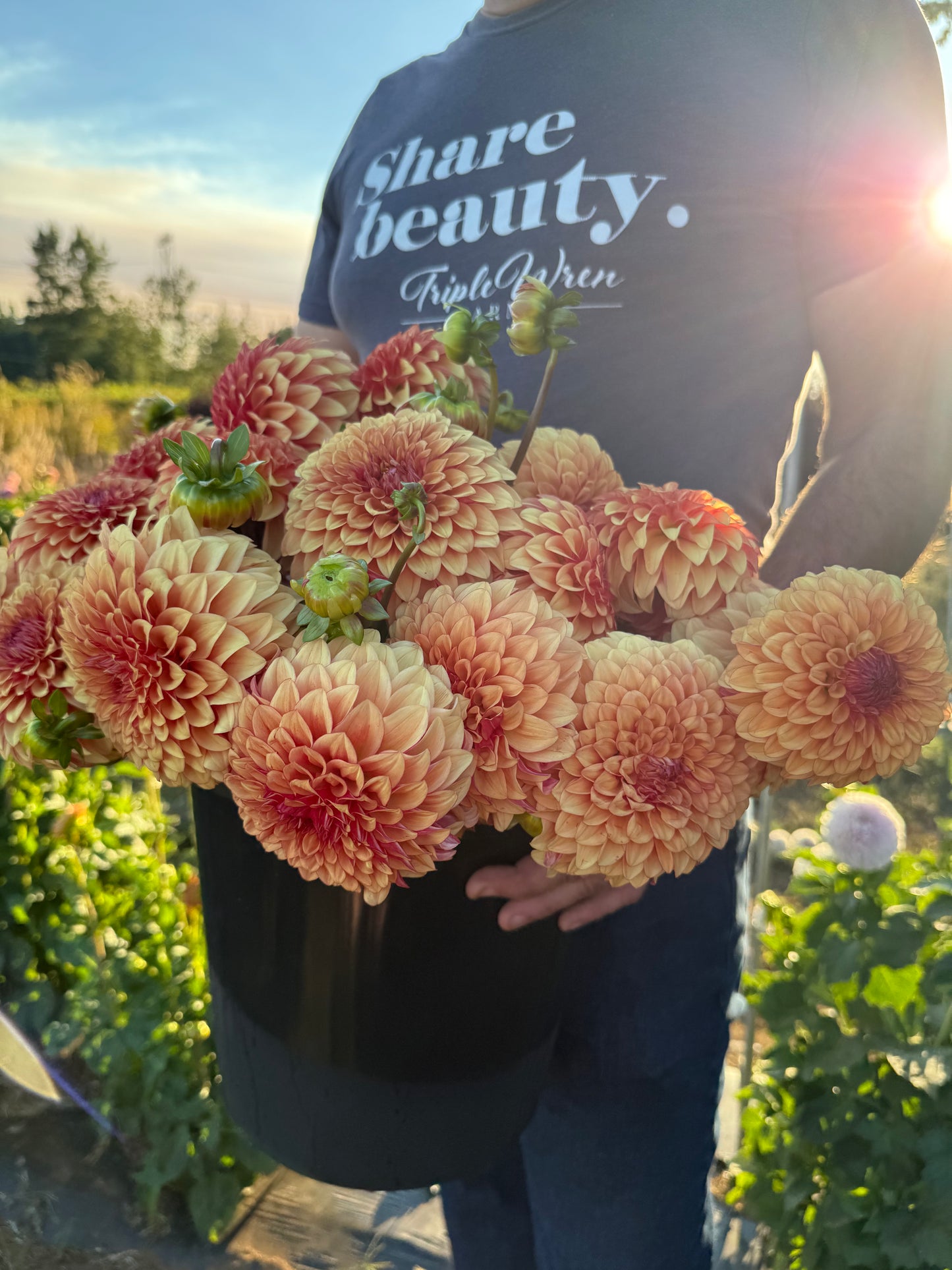 Carpe Dahlia Harvest Dahlia Tuber