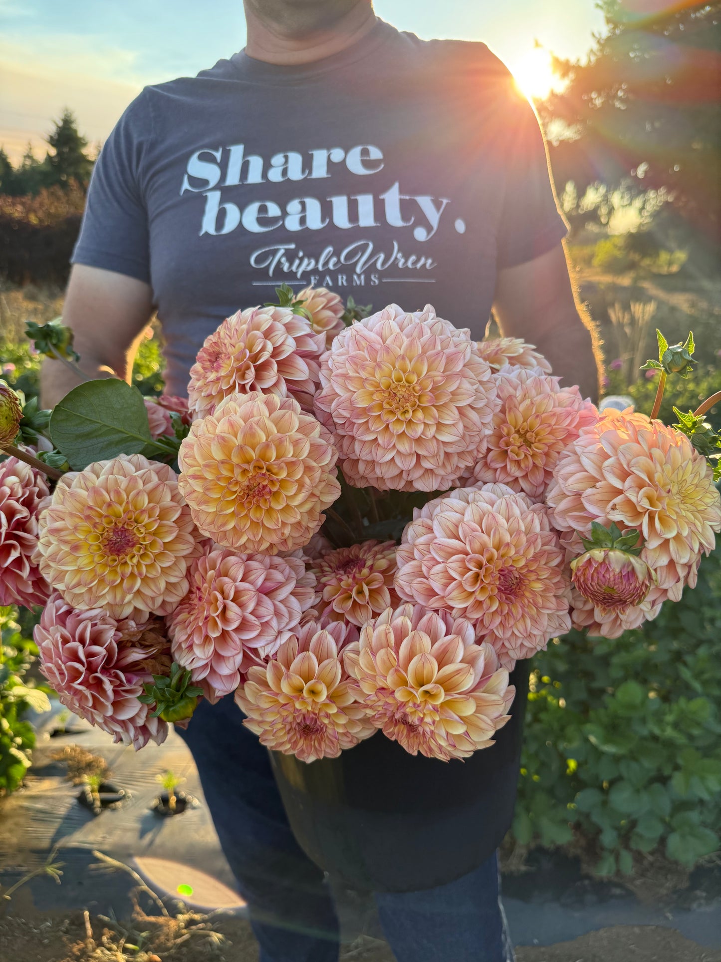 Carpe Dahlia Summer Blush Dahlia Tuber