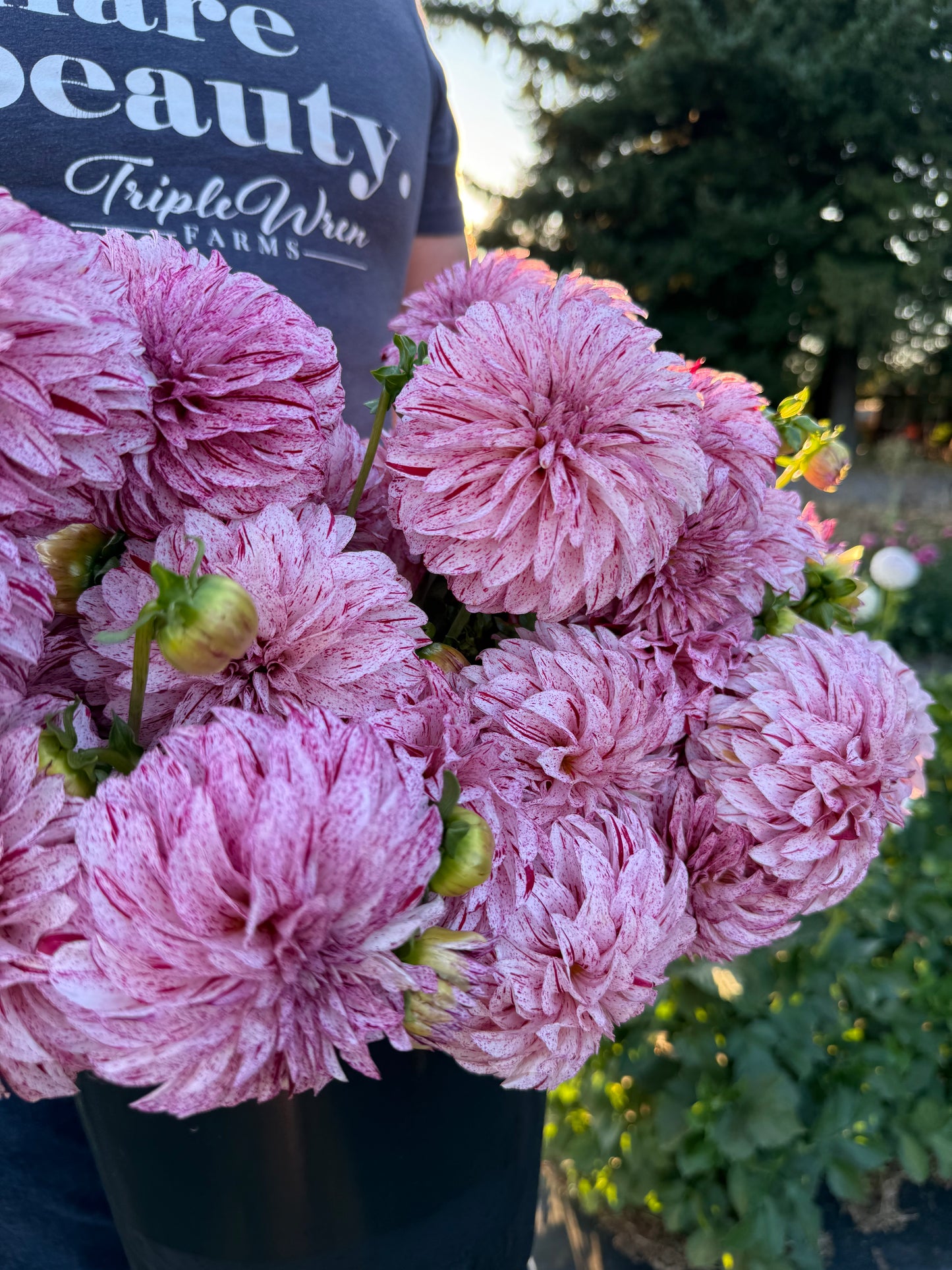 Bloomquist Kevin G Dahlia Tuber