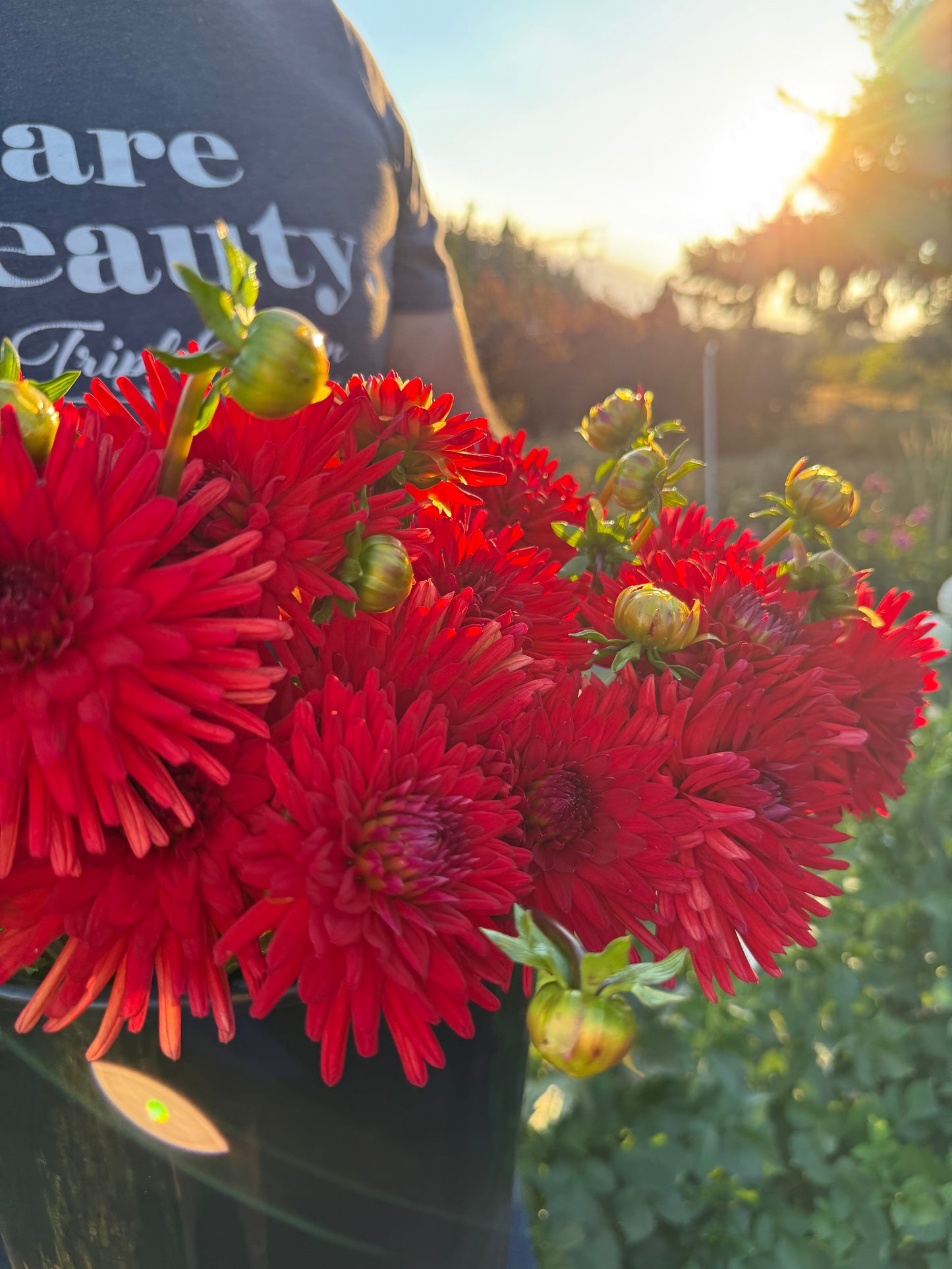 Sandia Mace Dahlia Tuber