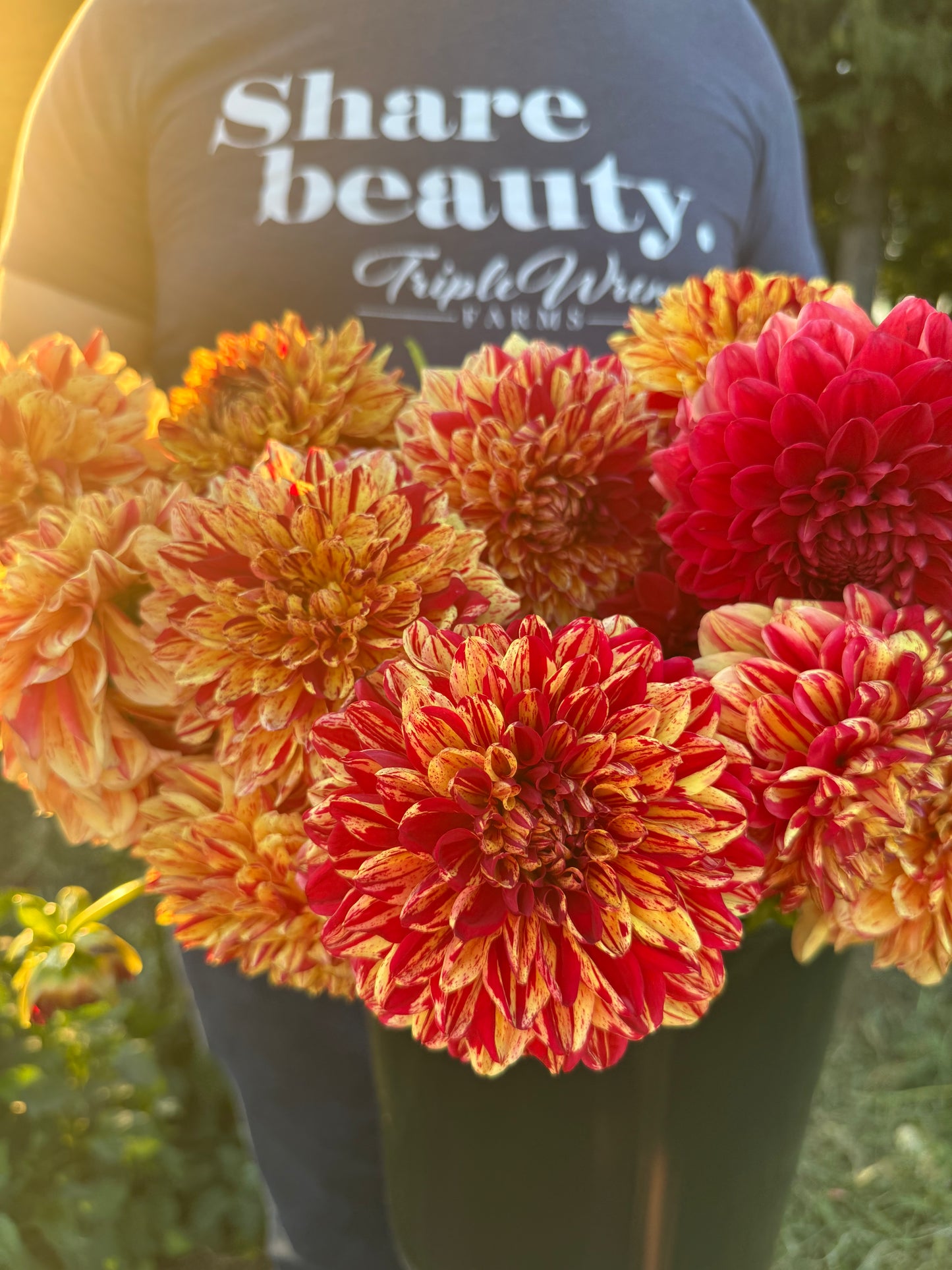 Ferncliff Firecracker Dahlia Tuber