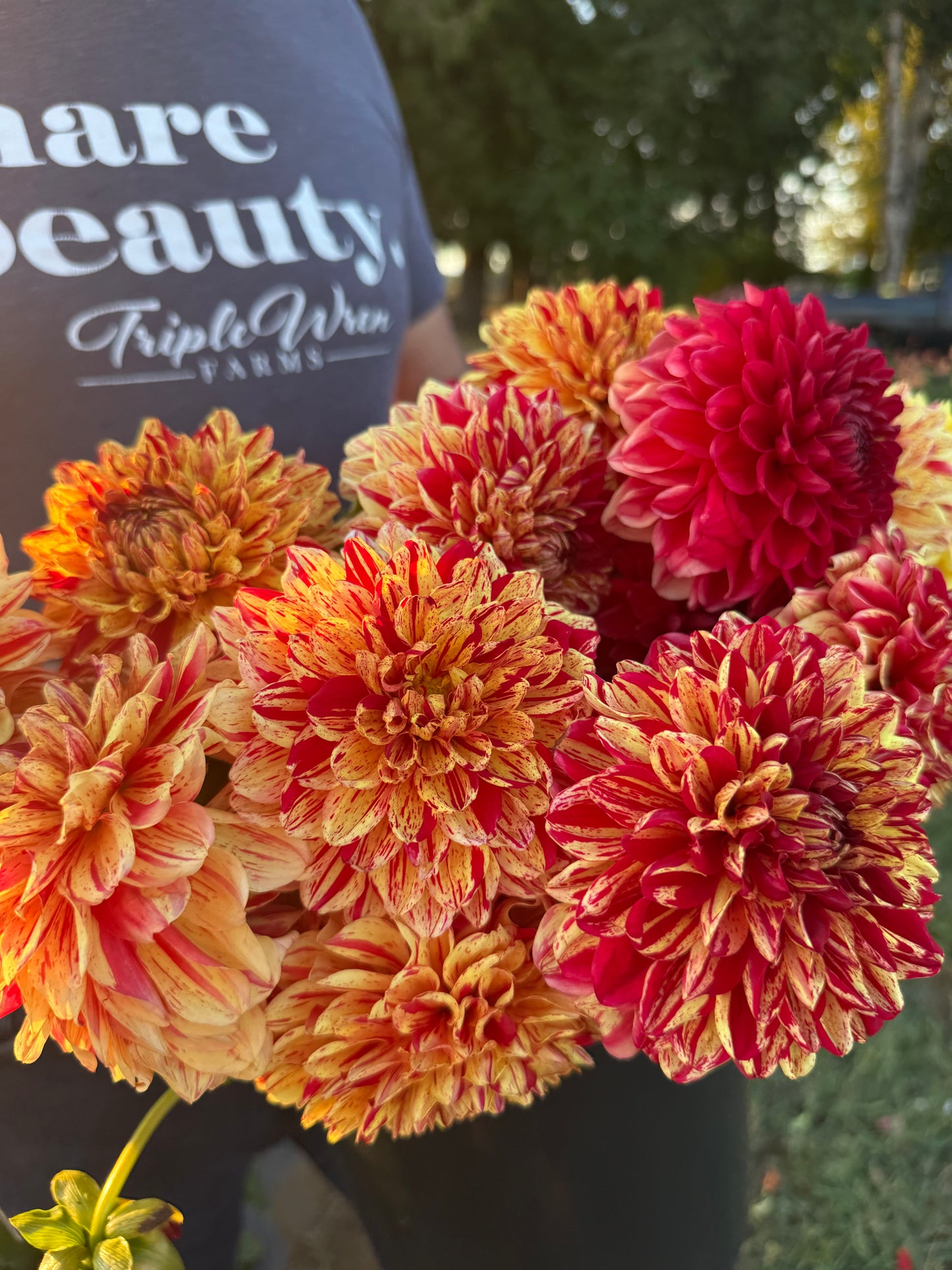 Ferncliff Firecracker Dahlia Tuber