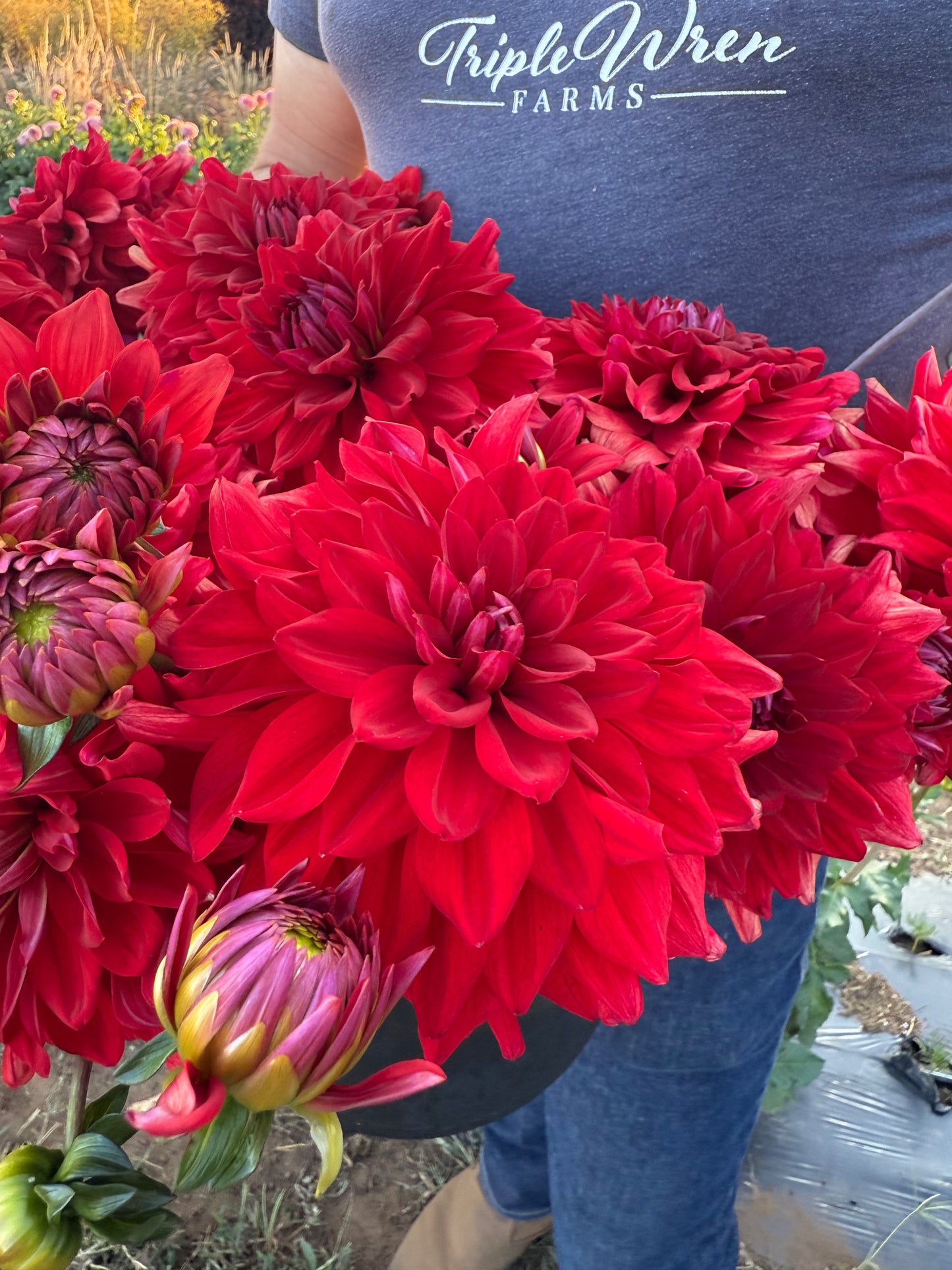 Salish Red Red Red Dahlia Tuber